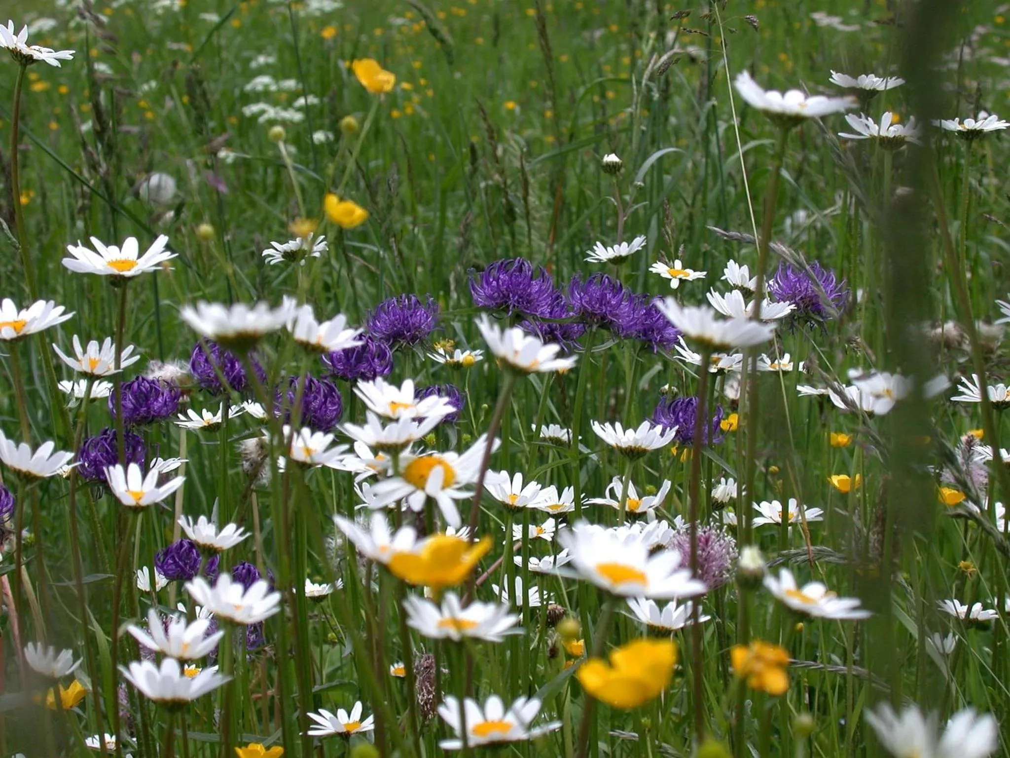 Summer in Parkhotel Sole Paradiso