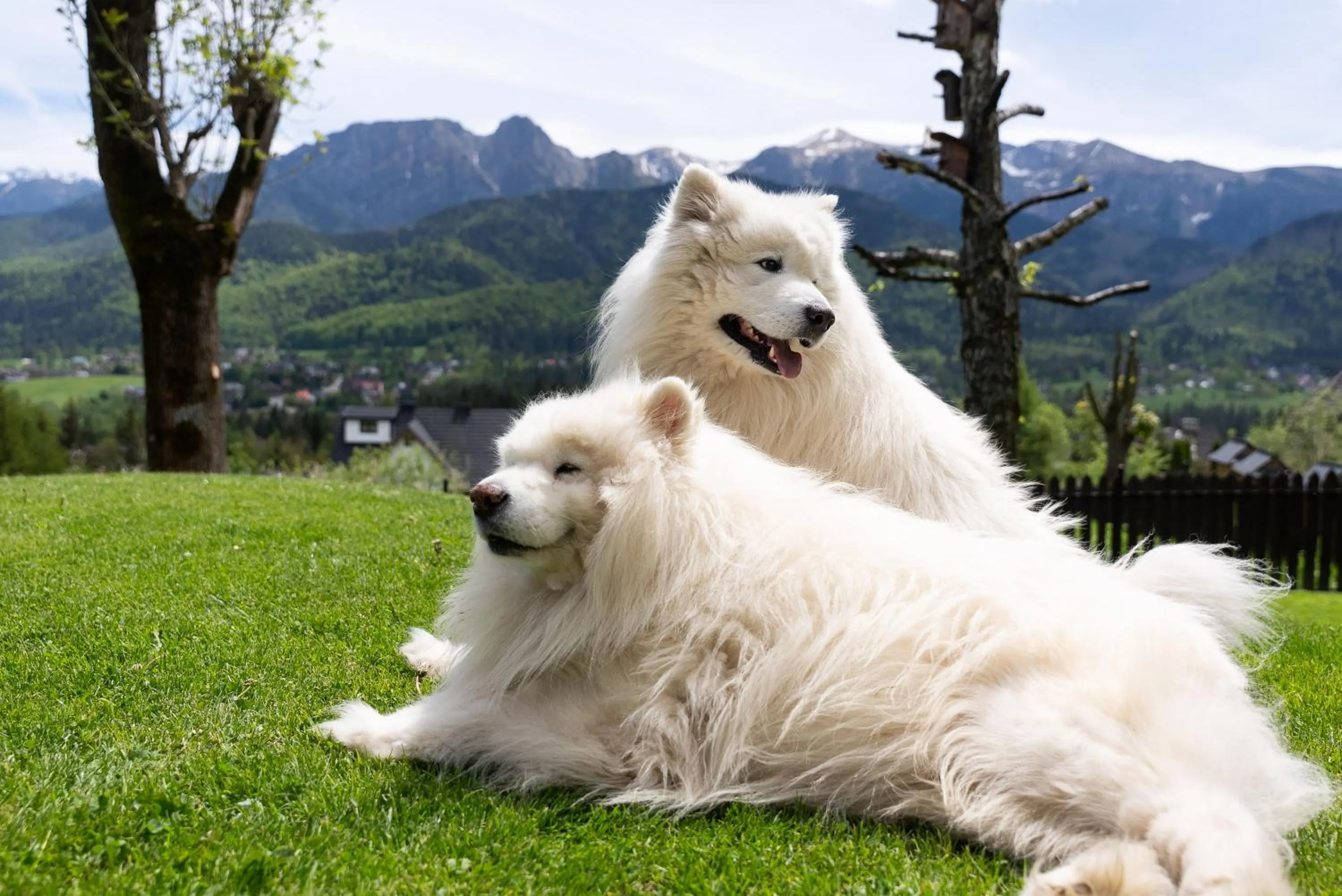 Pets in Willa Turnia