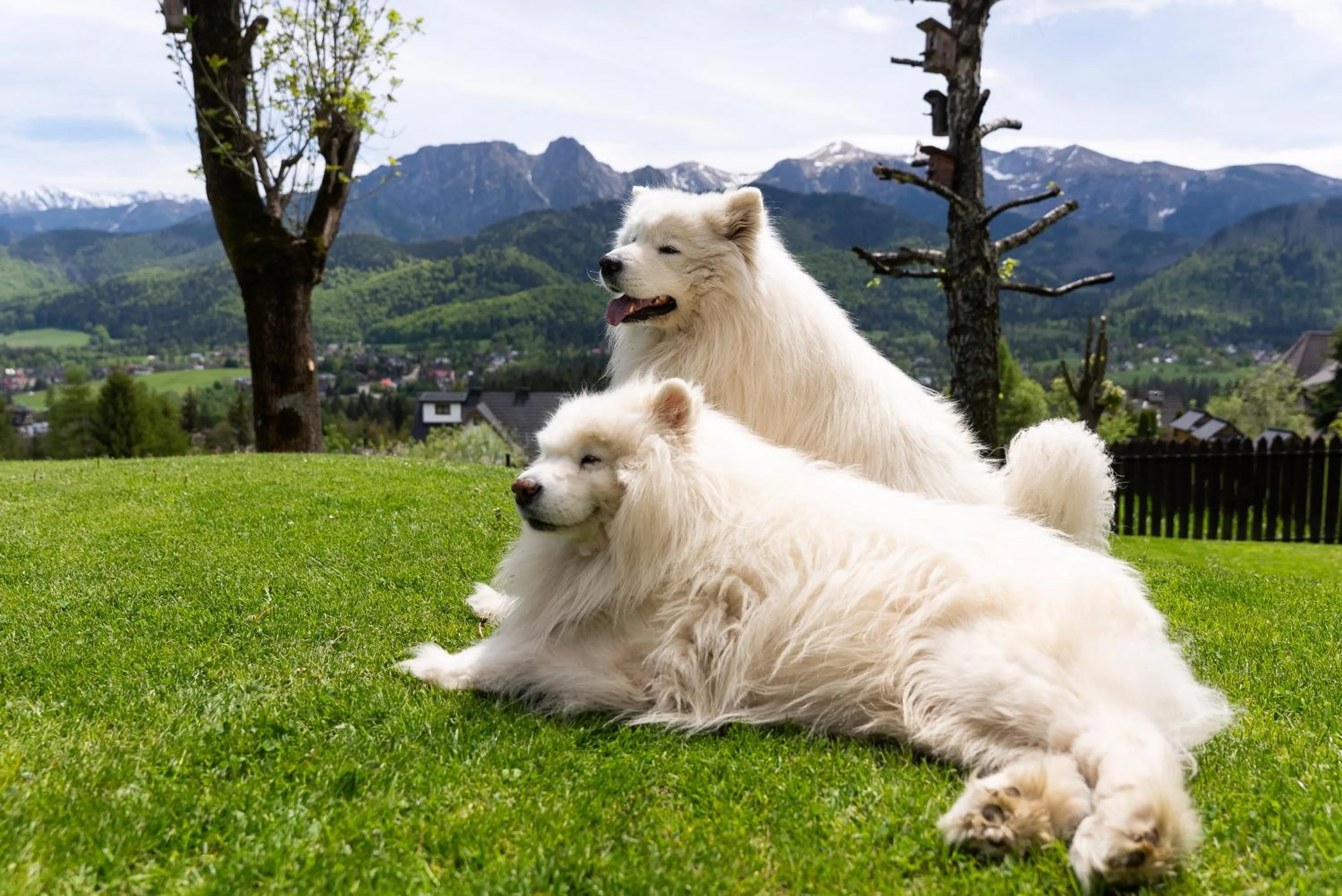 Pets in Willa Turnia