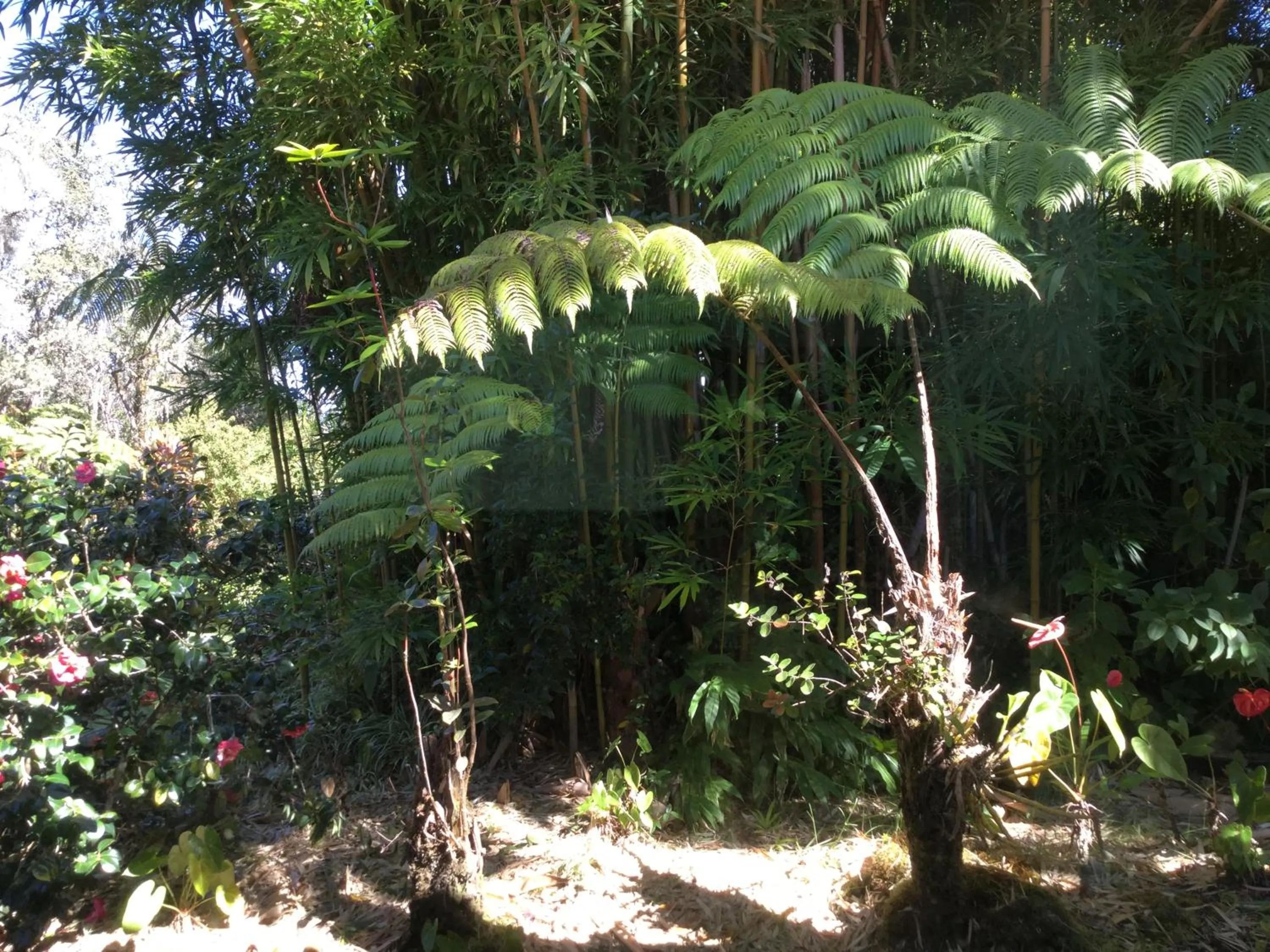 Patio in Hale 'Ohu Bed & Breakfast