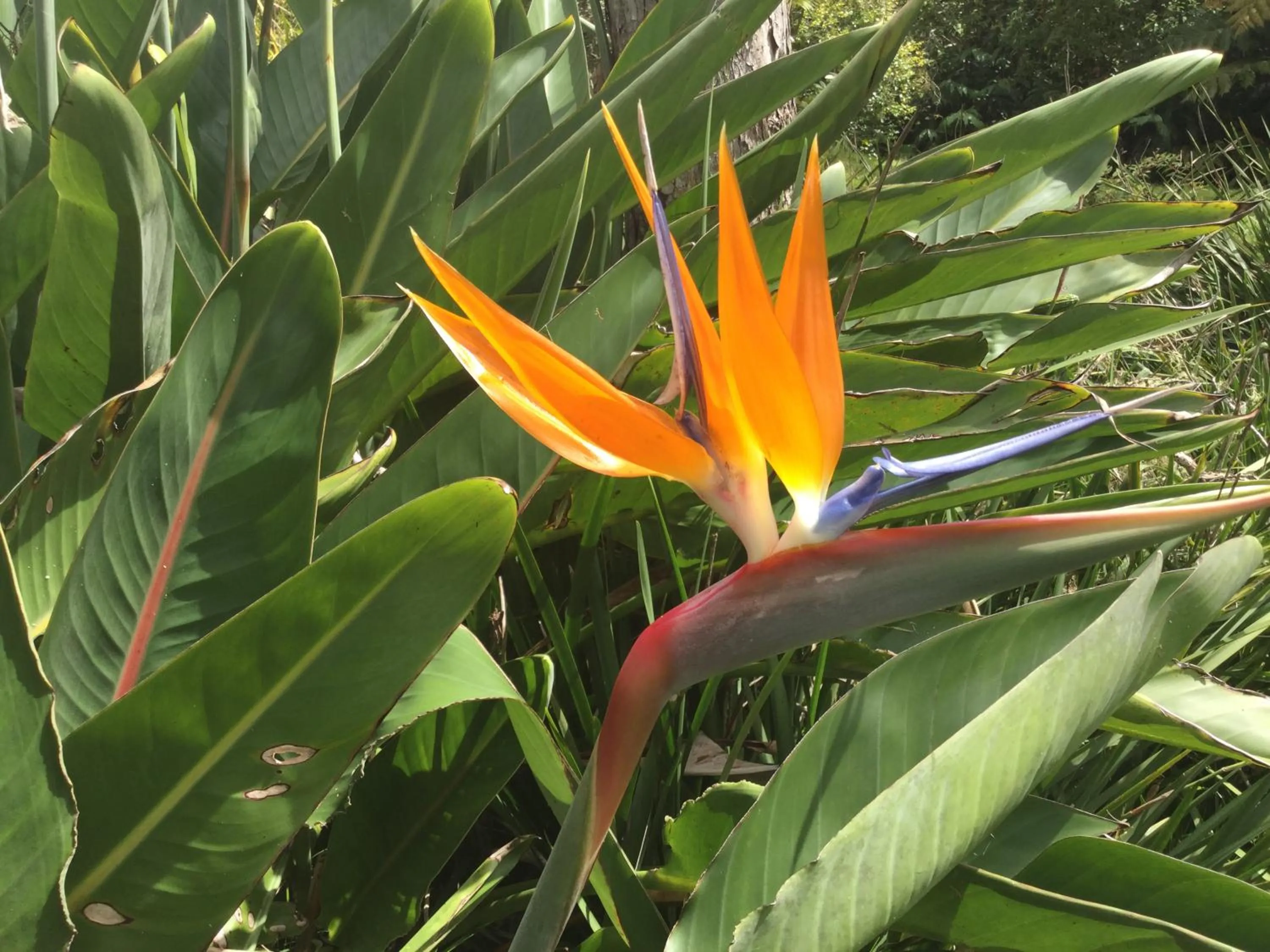 Garden in Hale 'Ohu Bed & Breakfast