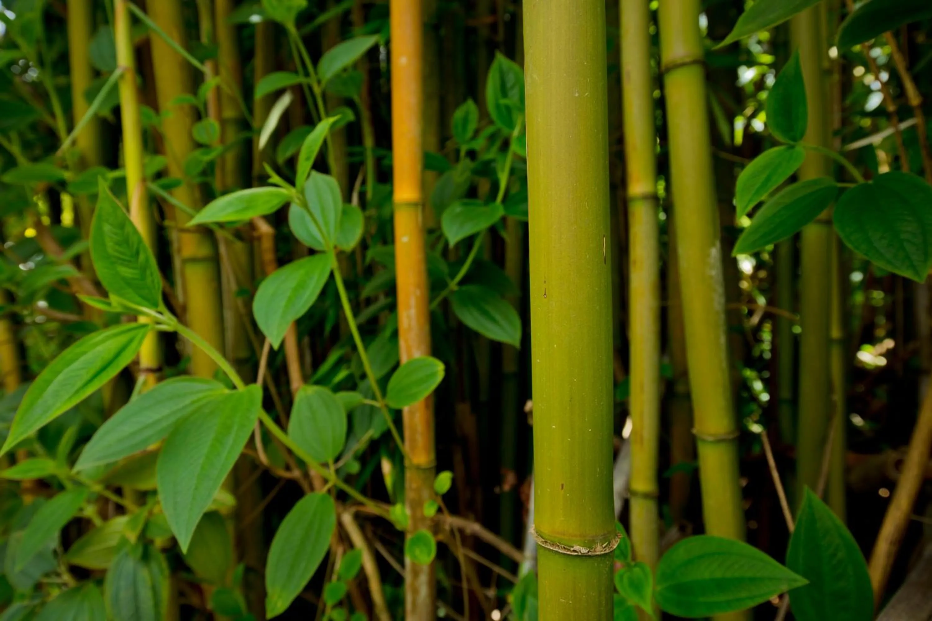 Garden in Hale 'Ohu Bed & Breakfast