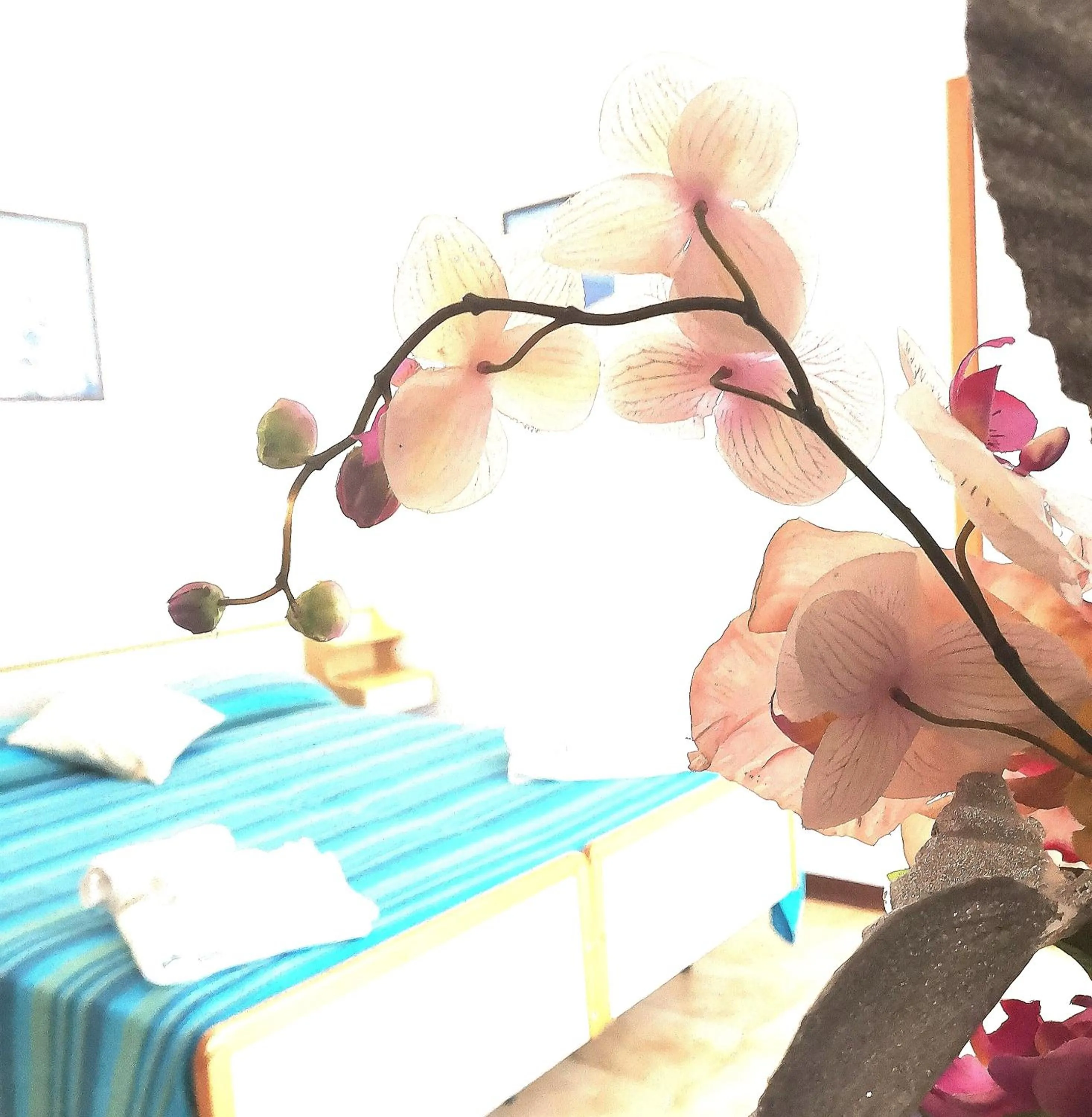 Solarium, Bed in Hotel Alcazar