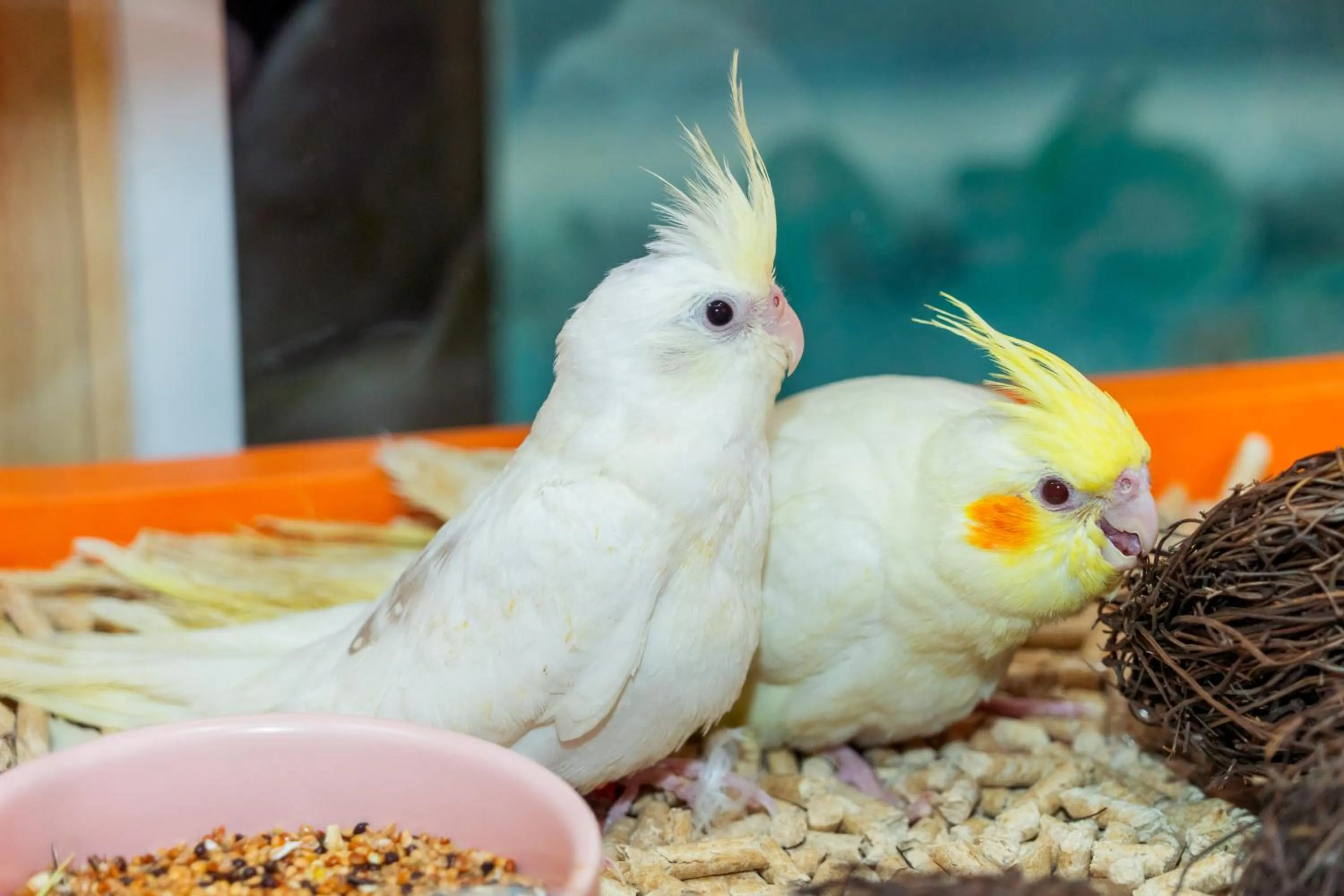 Animals in Shenzhen Marriott Hotel Golden Bay