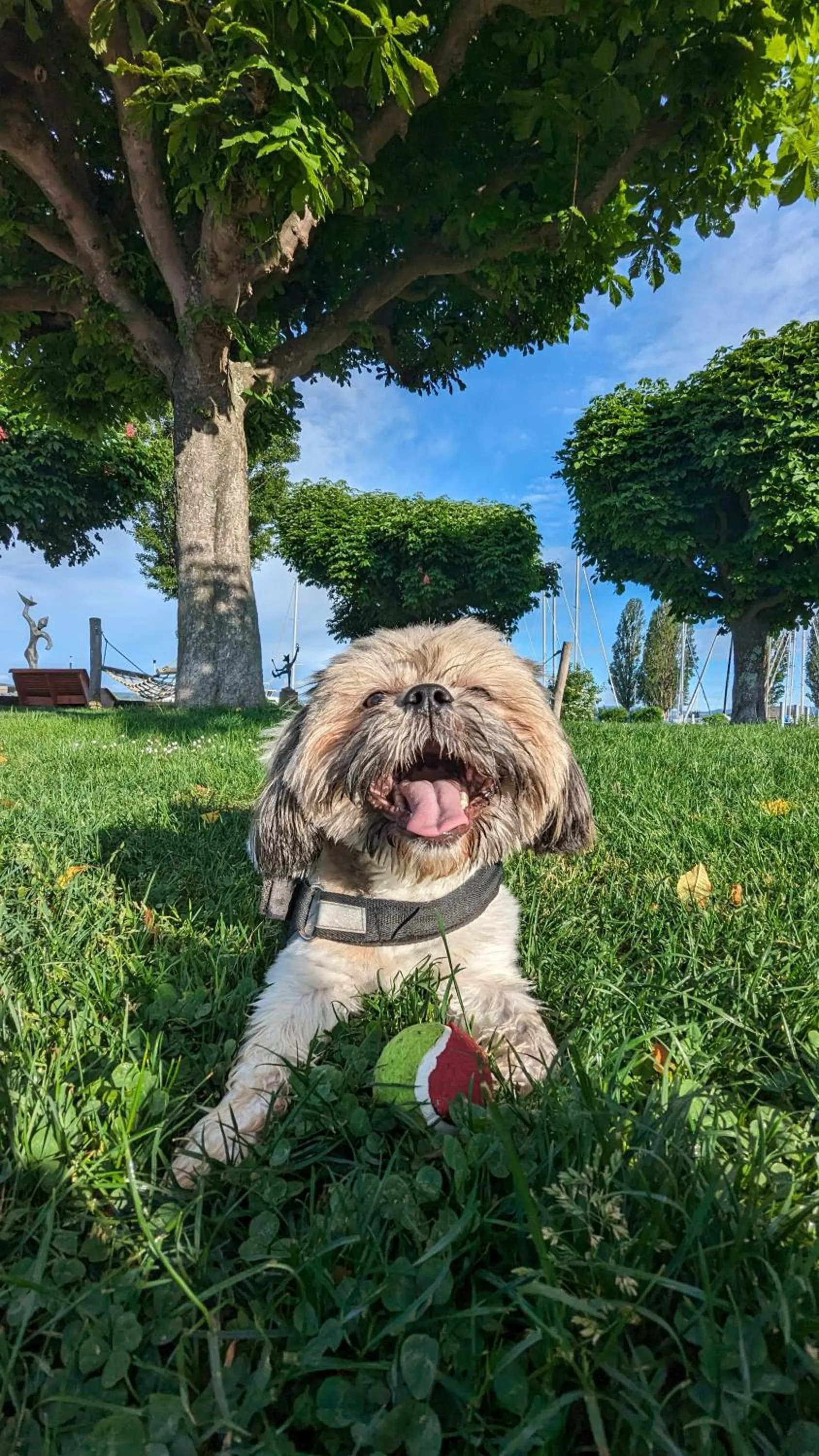 Pets in Bodensee Hotel Storchen