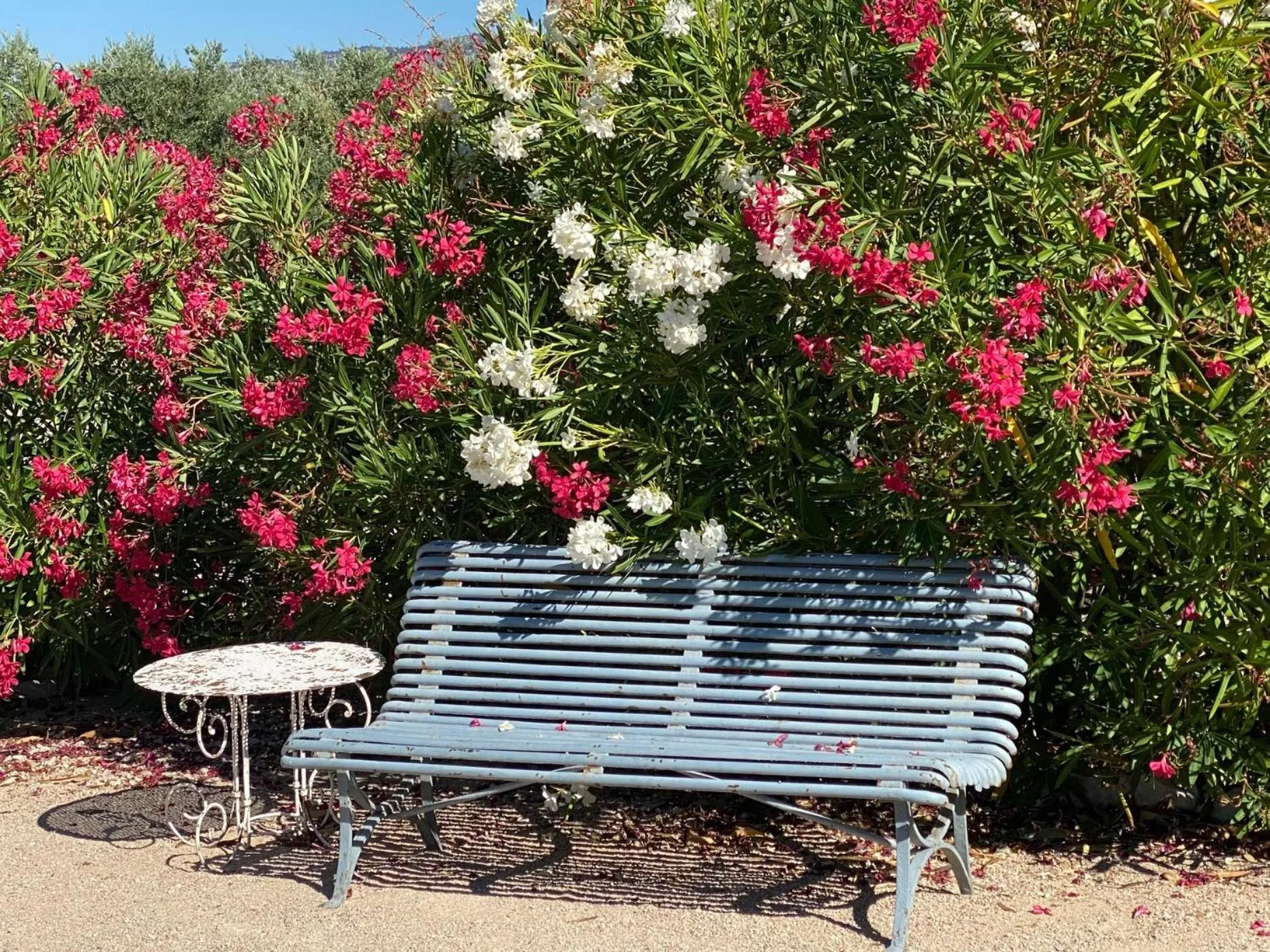 Garden in Mas des Olives