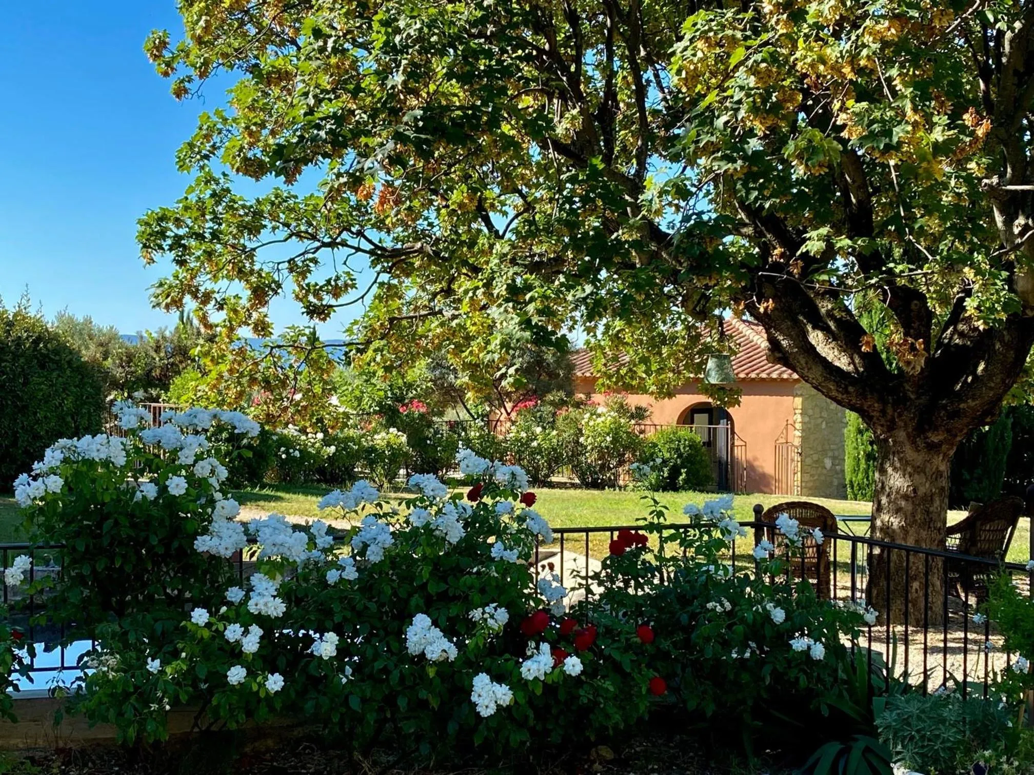 Garden in Mas des Olives