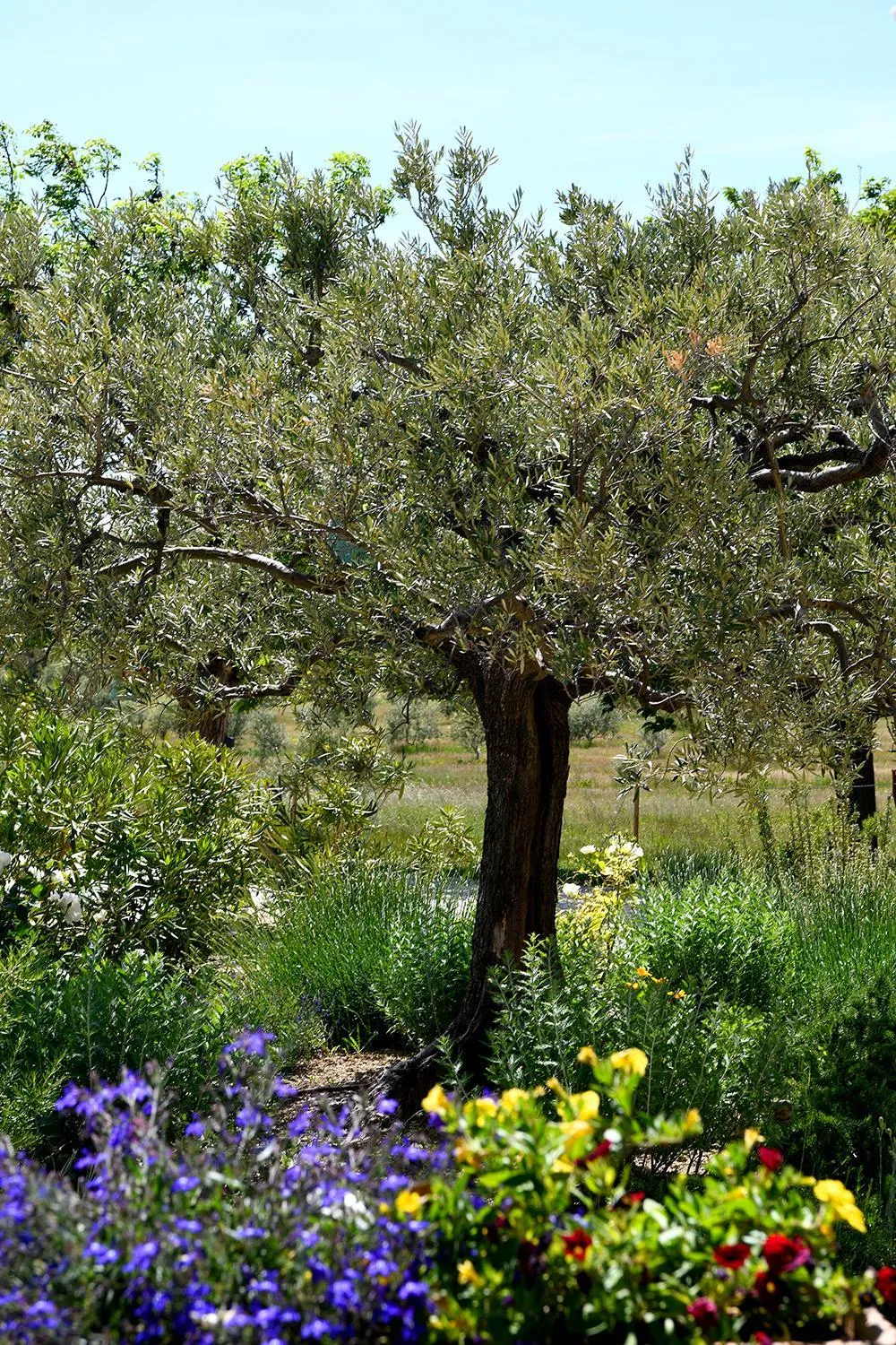 Garden in Mas des Olives