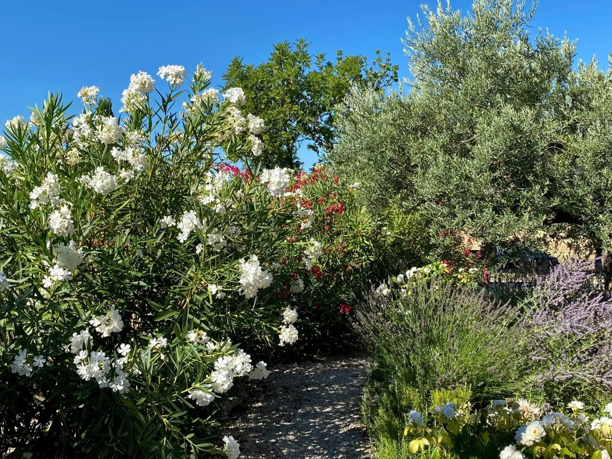 Garden in Mas des Olives
