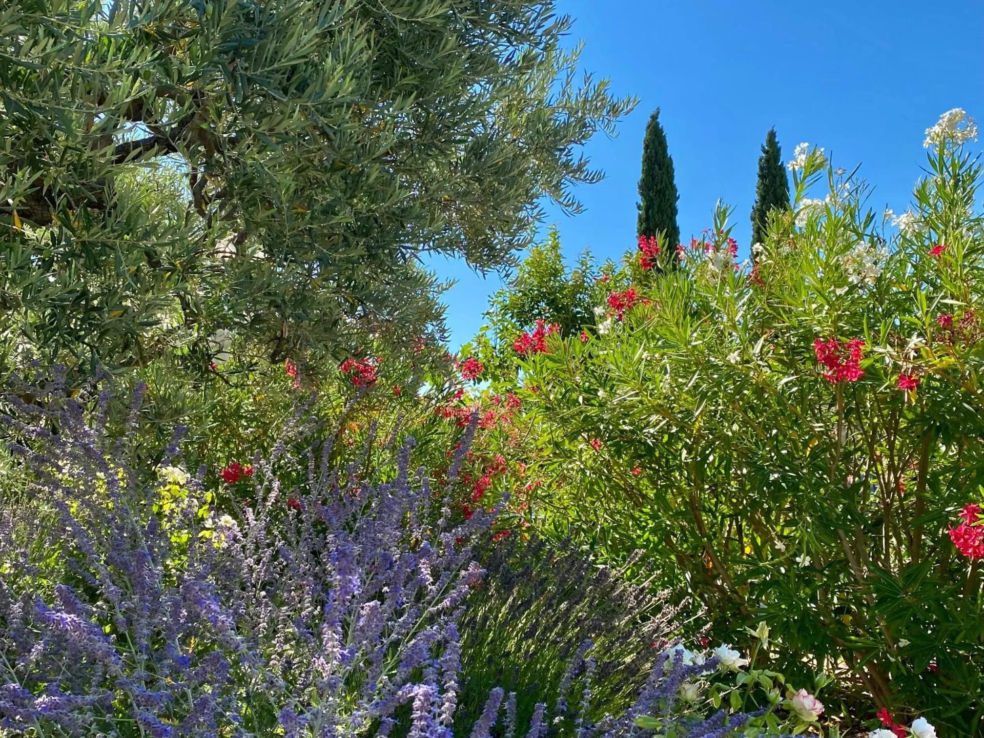 Garden in Mas des Olives