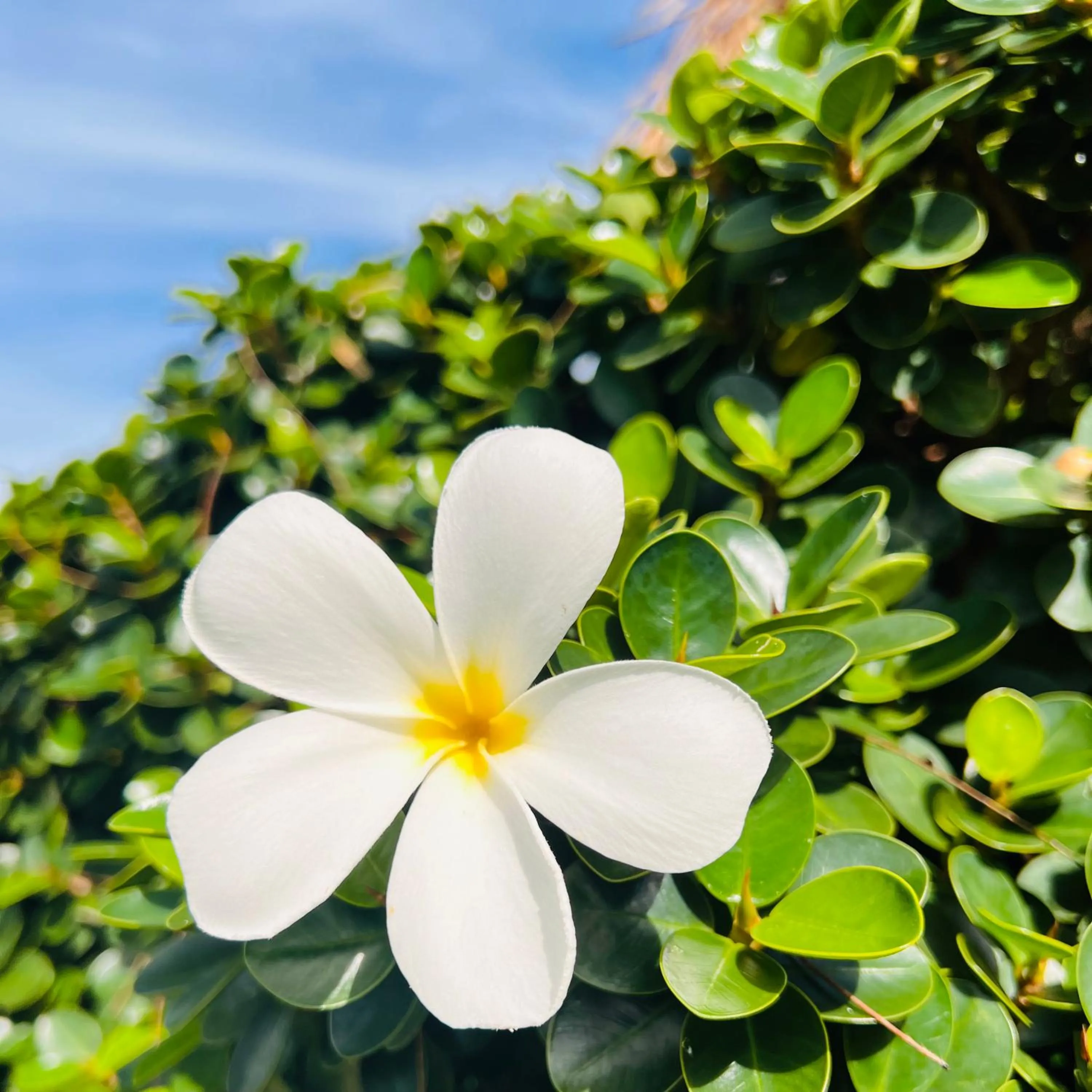 Garden in Mama Beach Residence - Adults Only