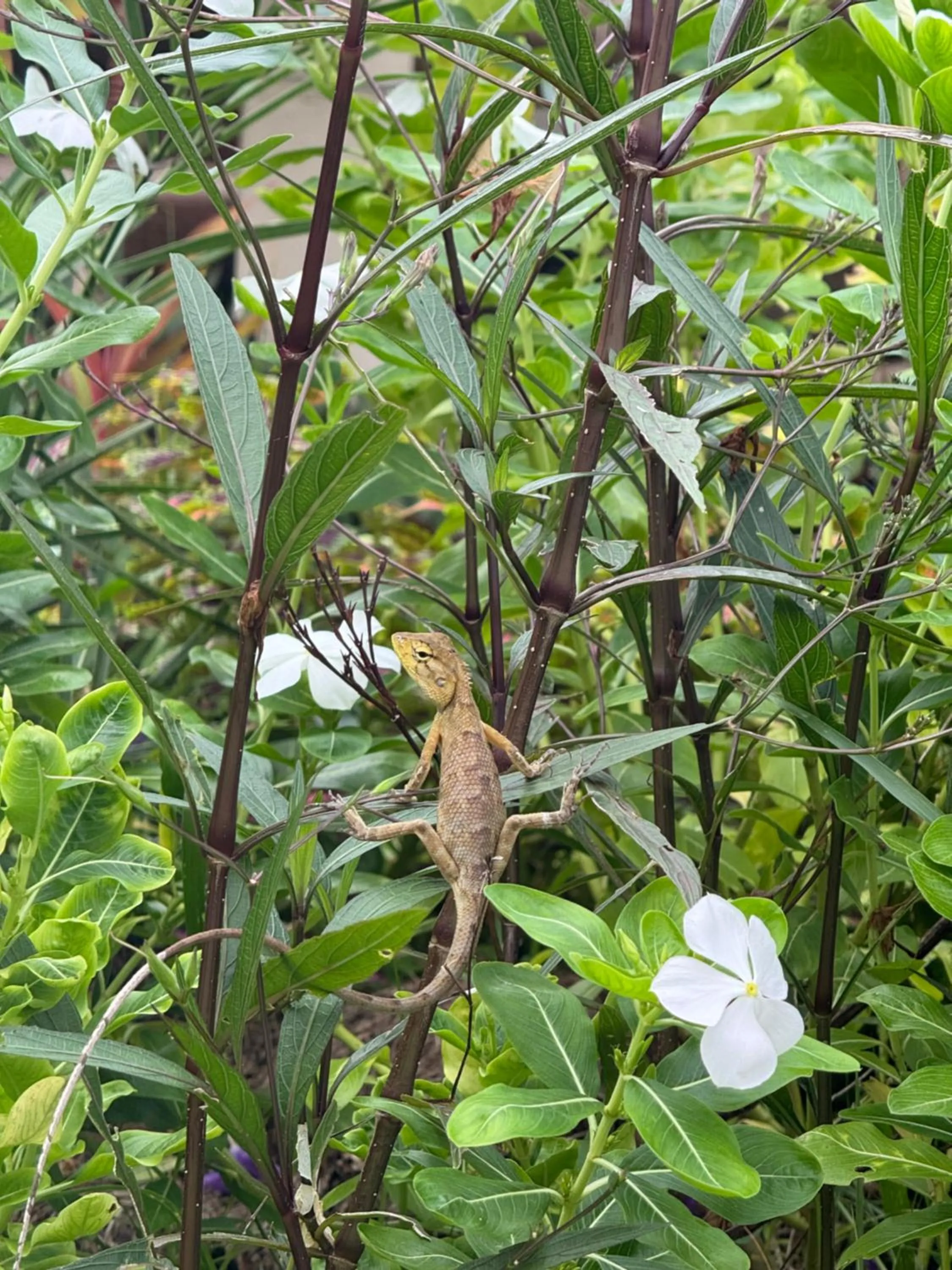 Natural landscape in Mama Beach Residence - Adults Only
