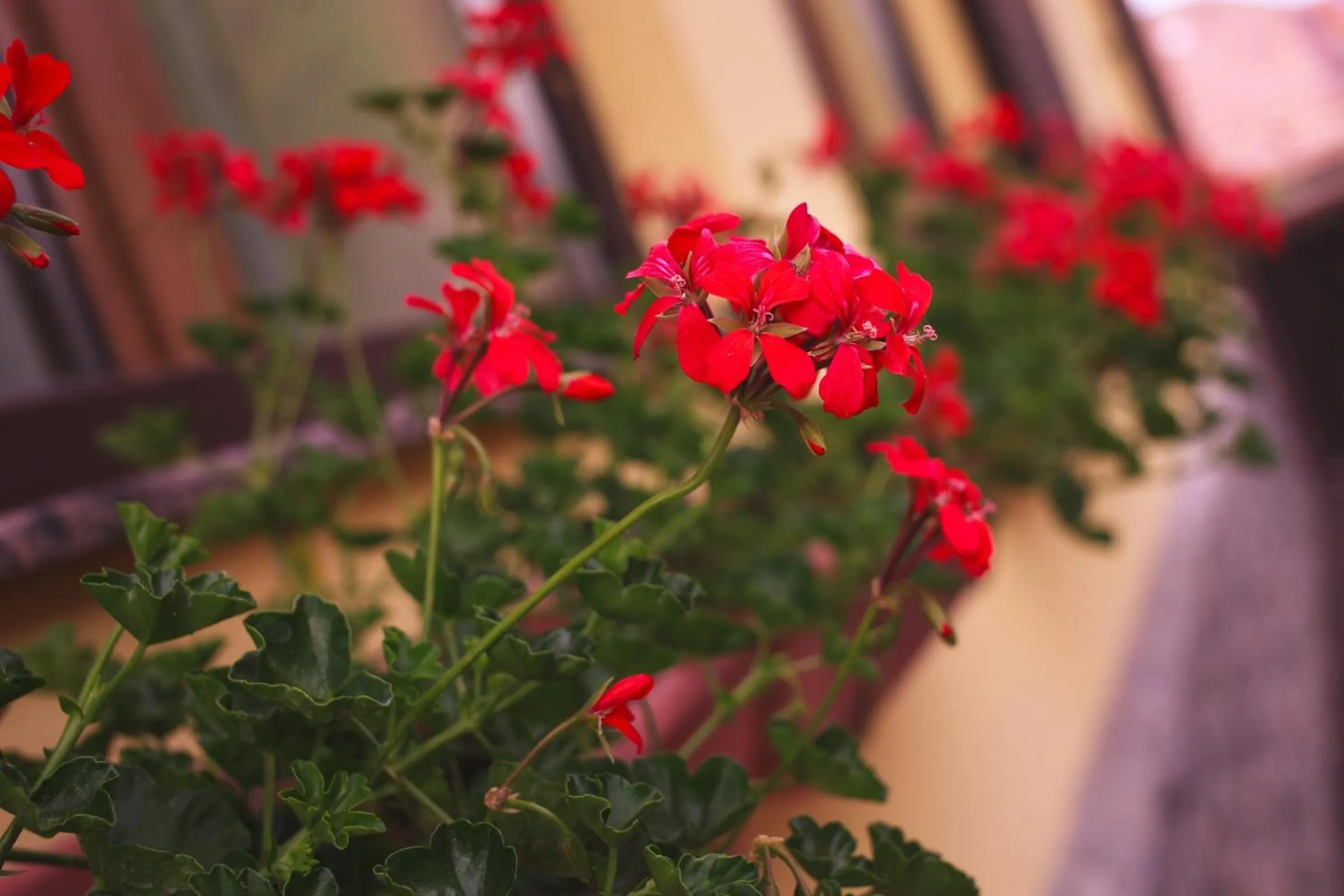 Decorative detail in Pension Brasovu Vechi