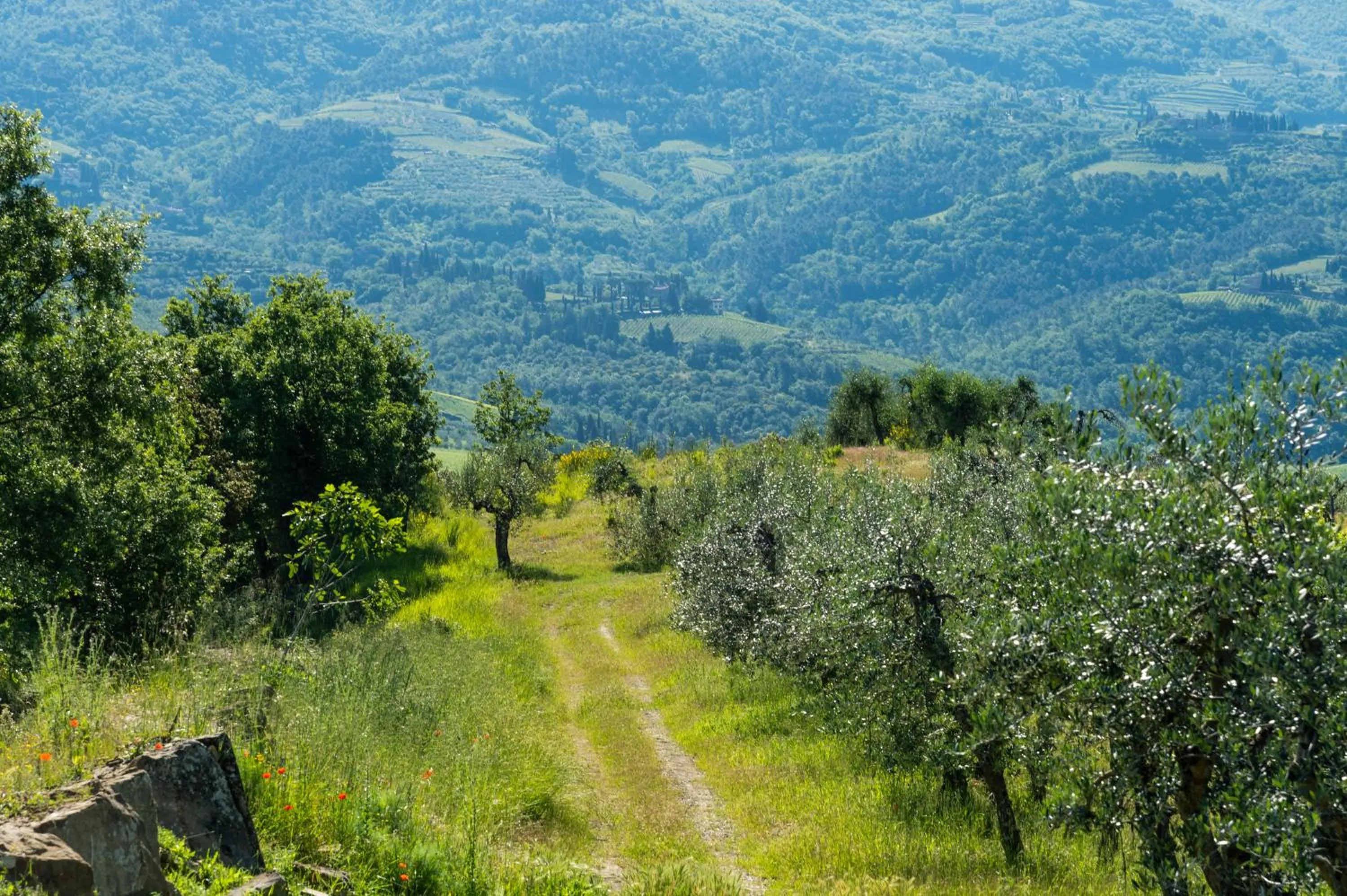 Hiking in La Rimbecca Greve in Chianti