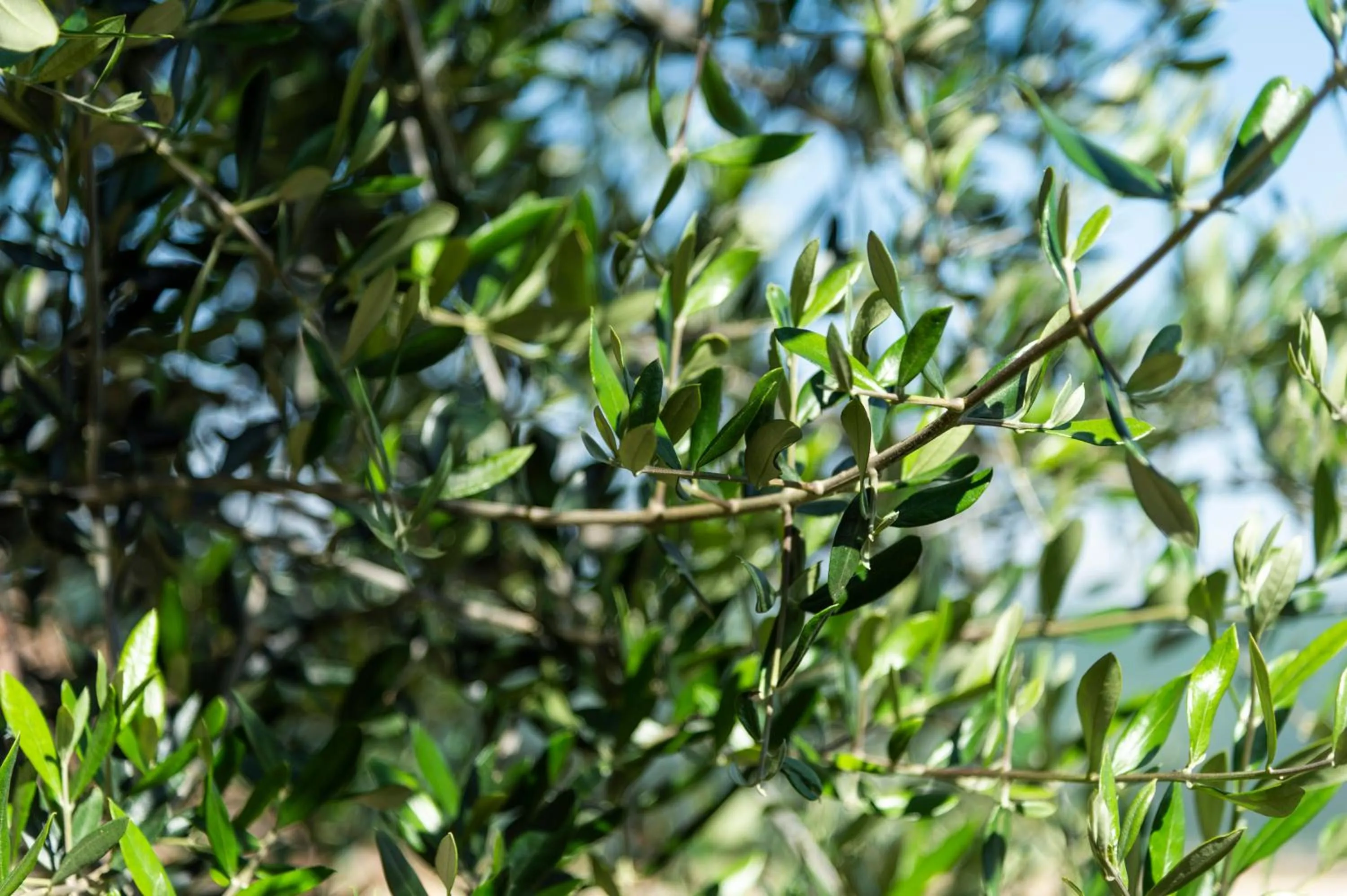 Seating area in La Rimbecca Greve in Chianti