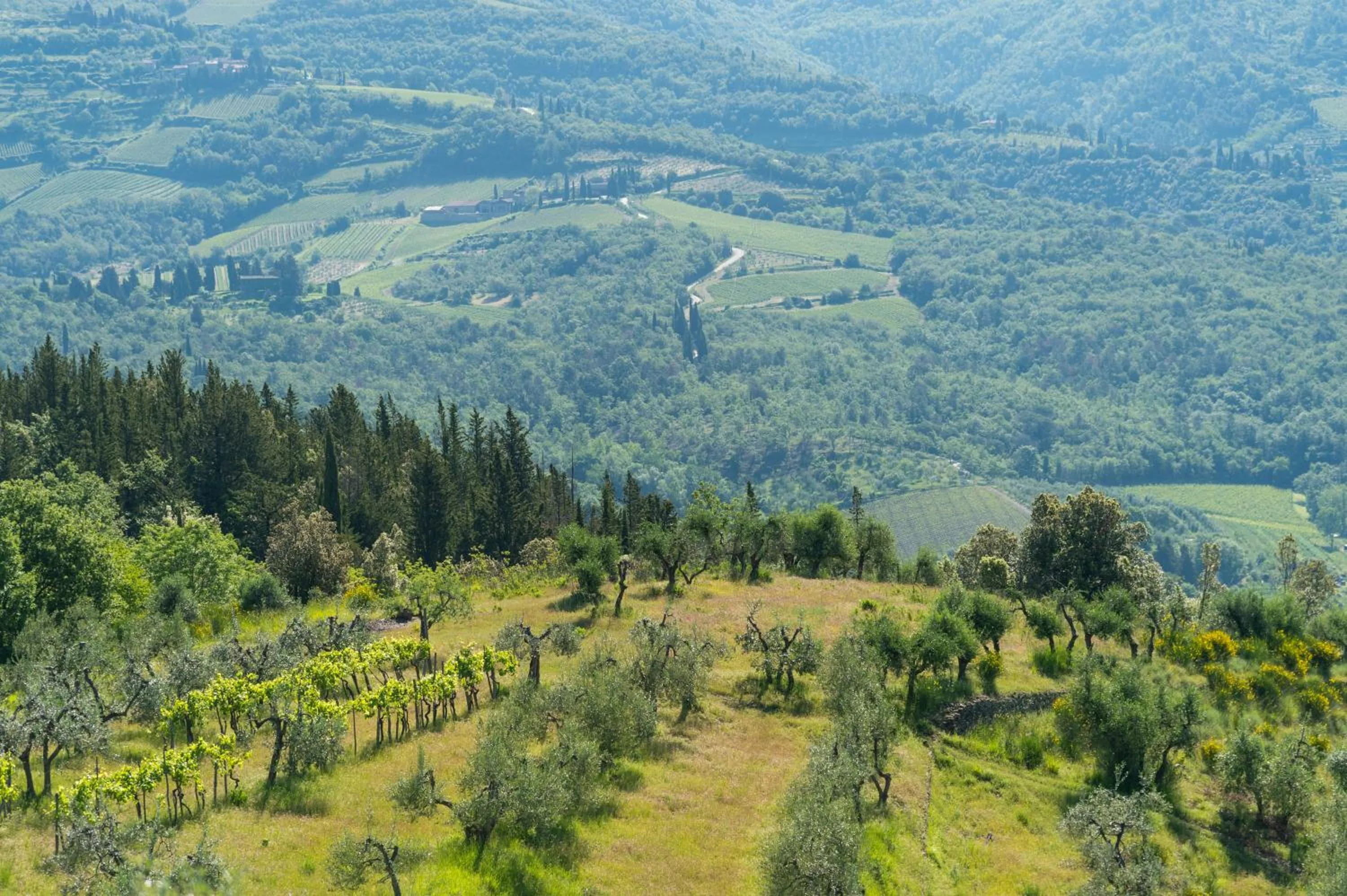 Garden in La Rimbecca Greve in Chianti