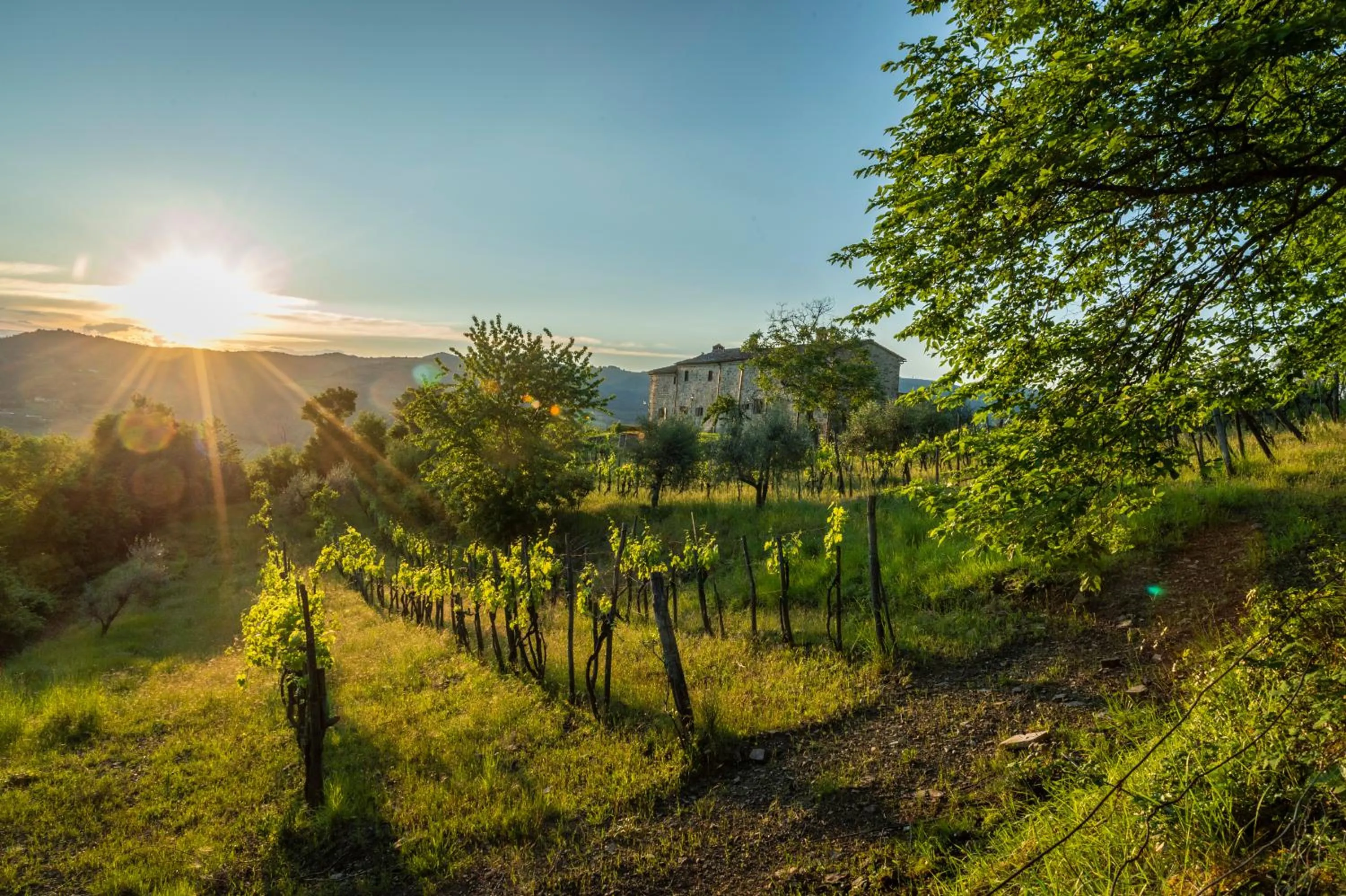 Sunrise in La Rimbecca Greve in Chianti