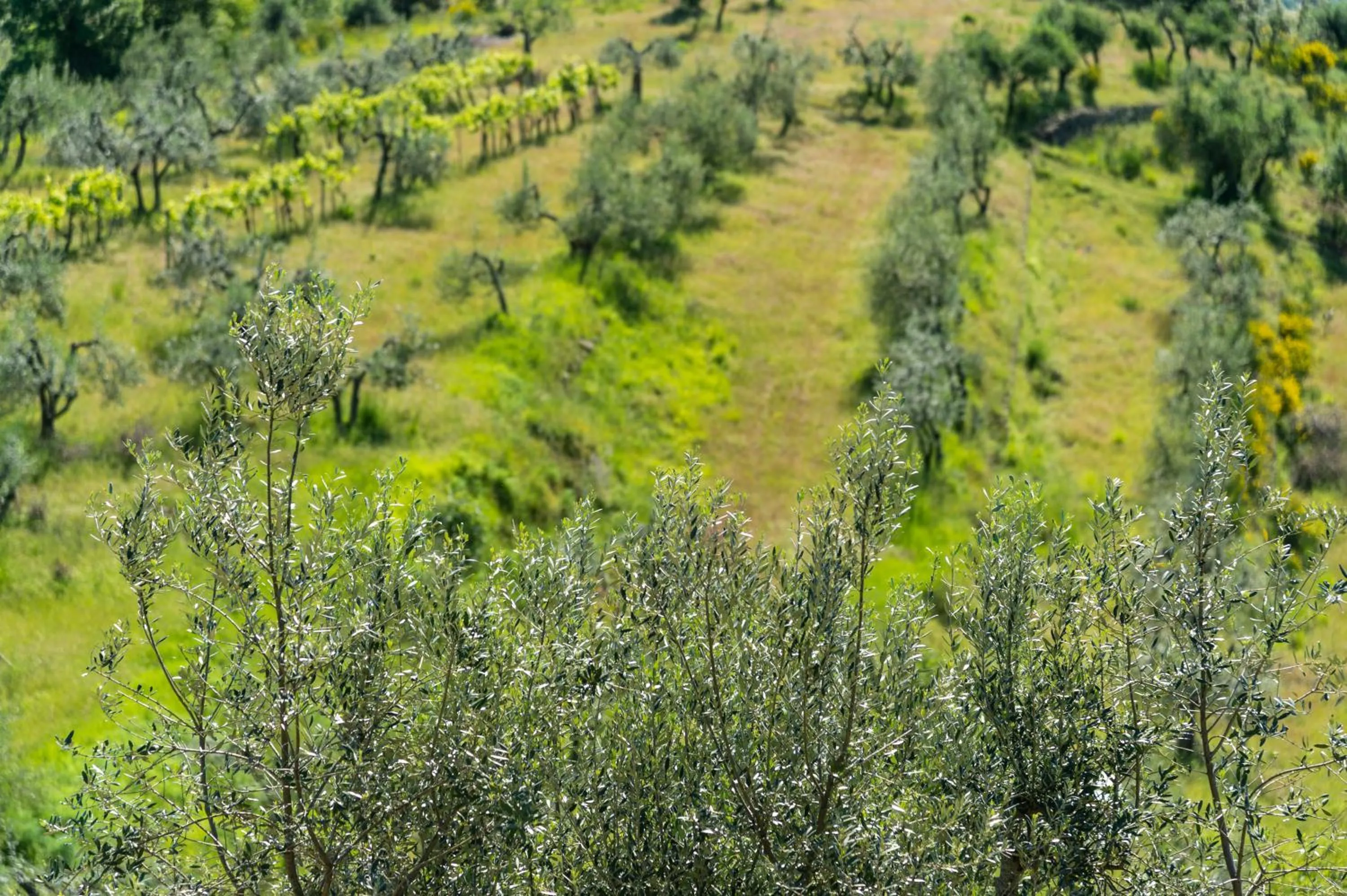 Natural landscape in La Rimbecca Greve in Chianti