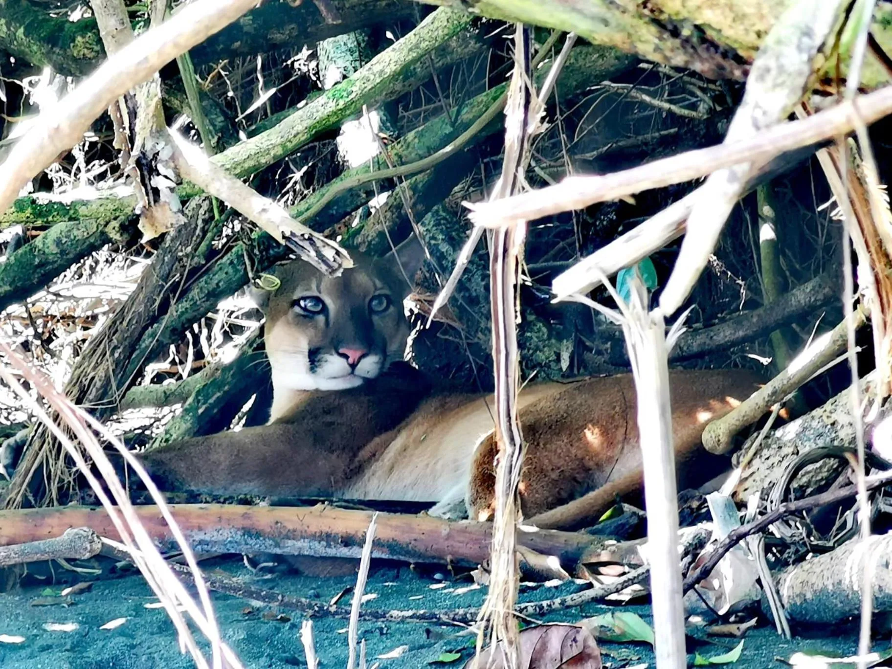 Activities in Hotel Casa Gitana Corcovado Tour operador