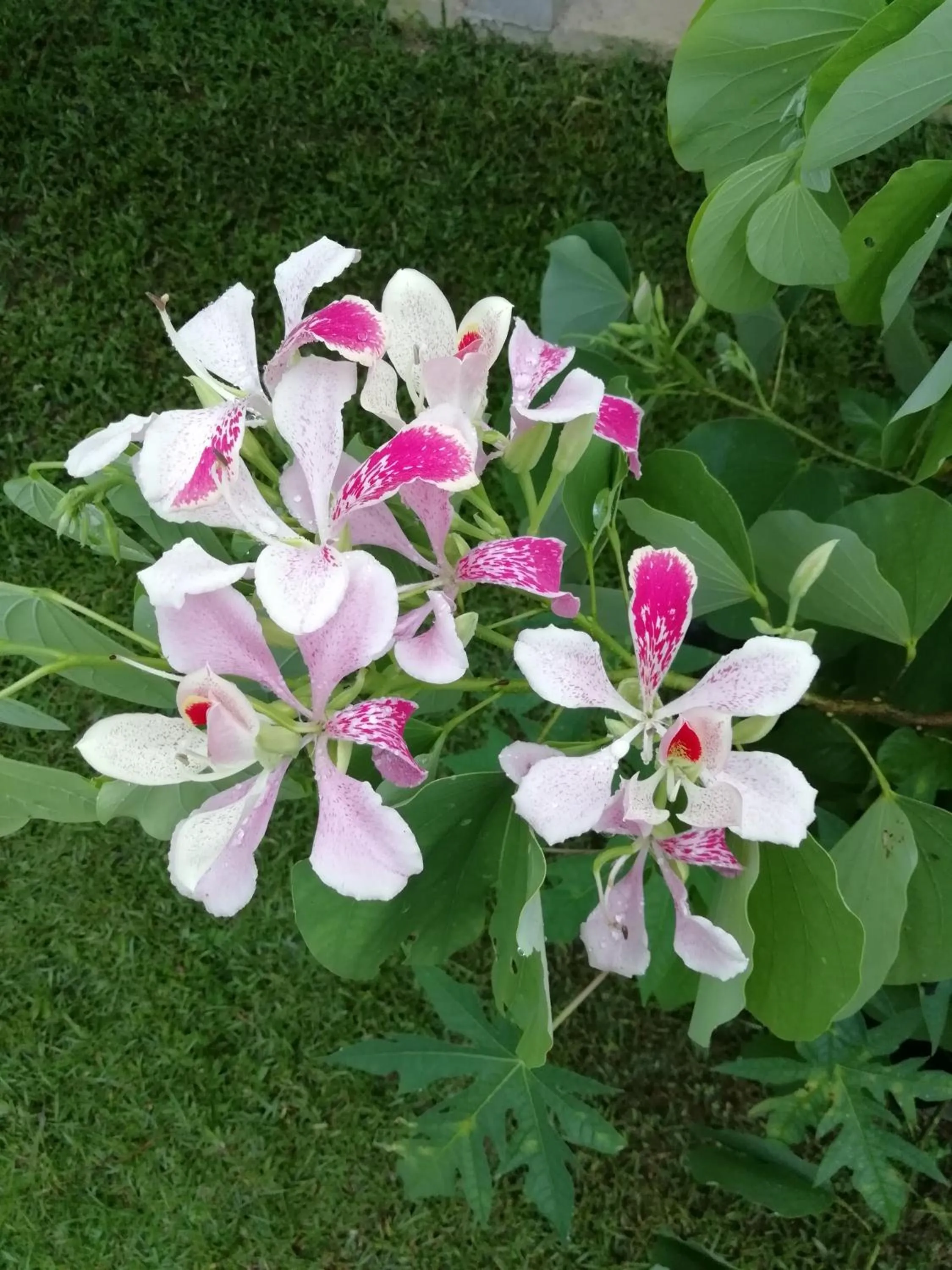 Garden in Hotel Casa Gitana Corcovado Tour operador