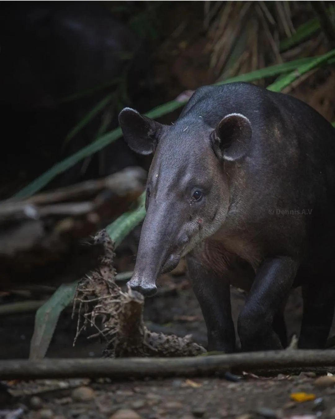 Activities in Hotel Casa Gitana Corcovado Tour operador