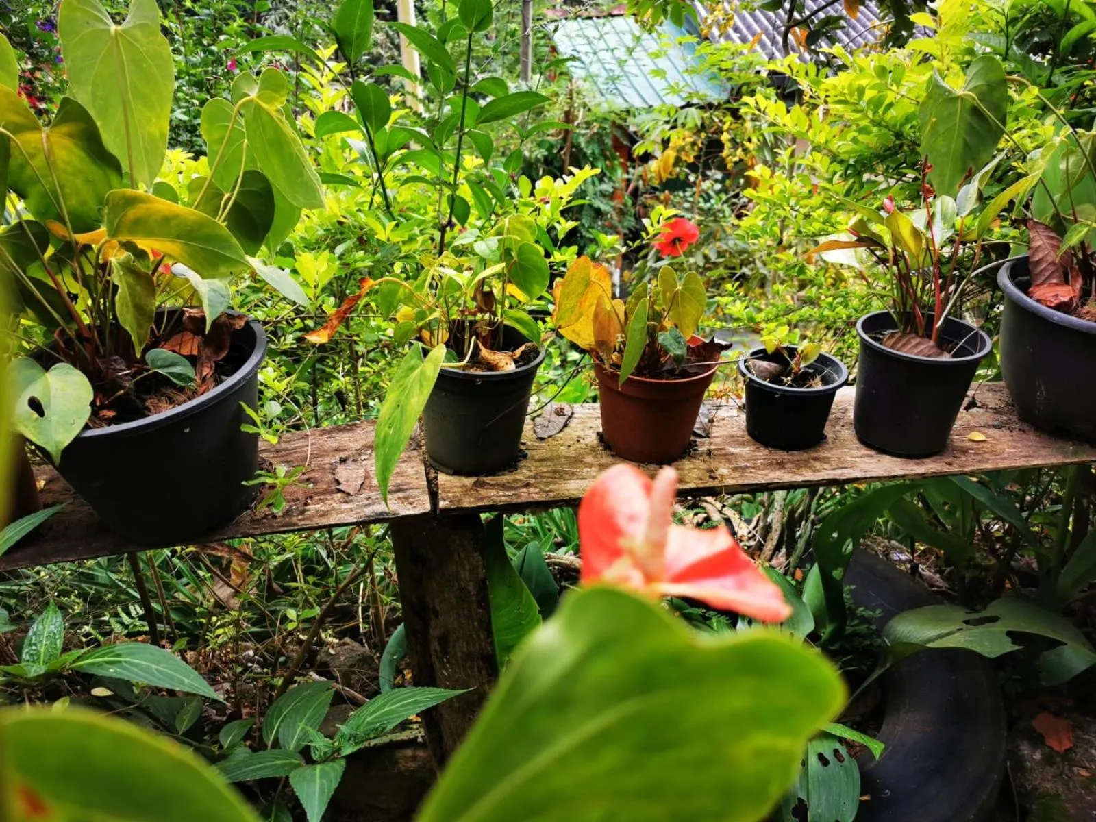 Garden in Cozy Homestay Waterfall Road Ella