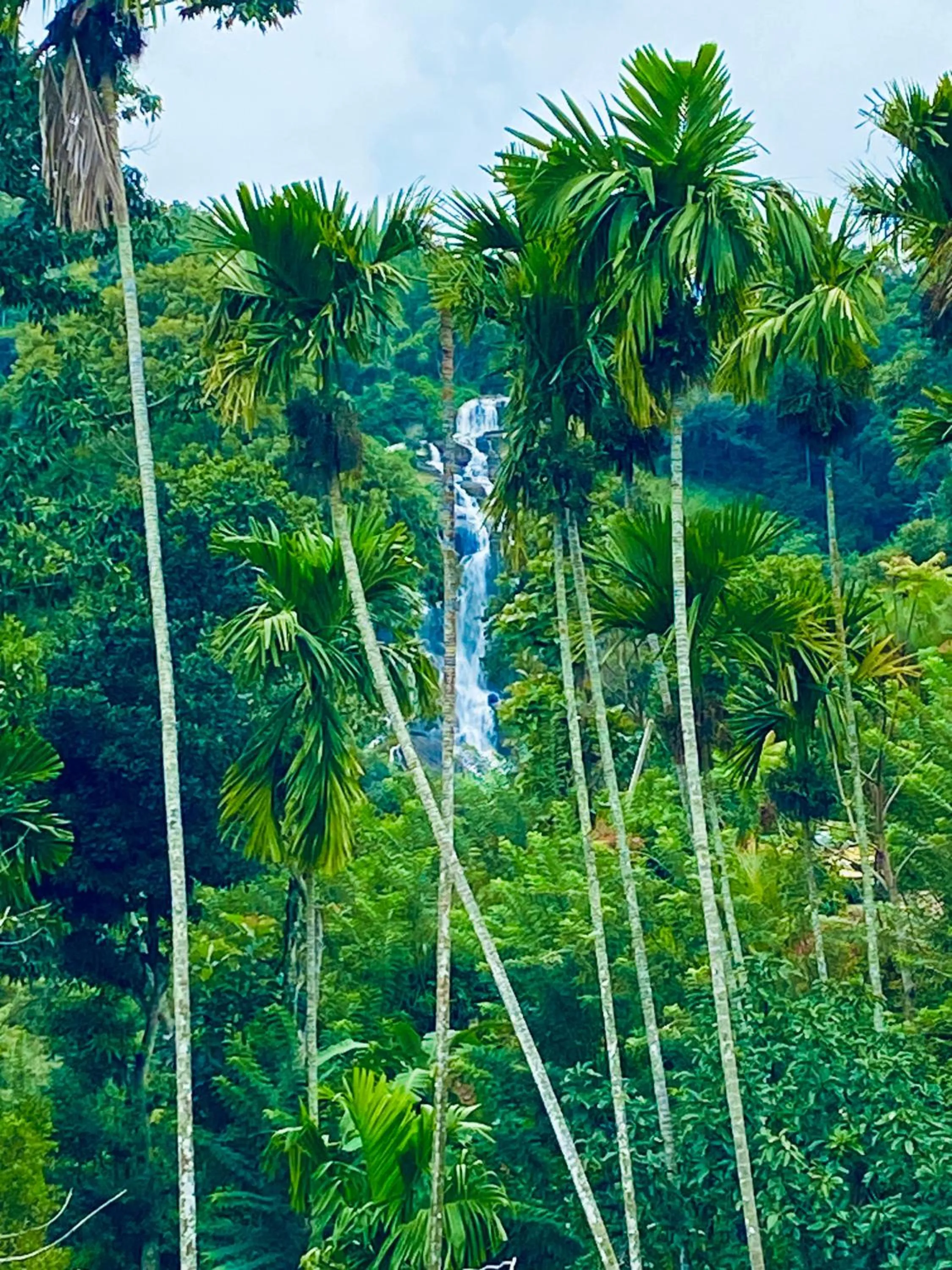 Garden view in Cozy Homestay Waterfall Road Ella