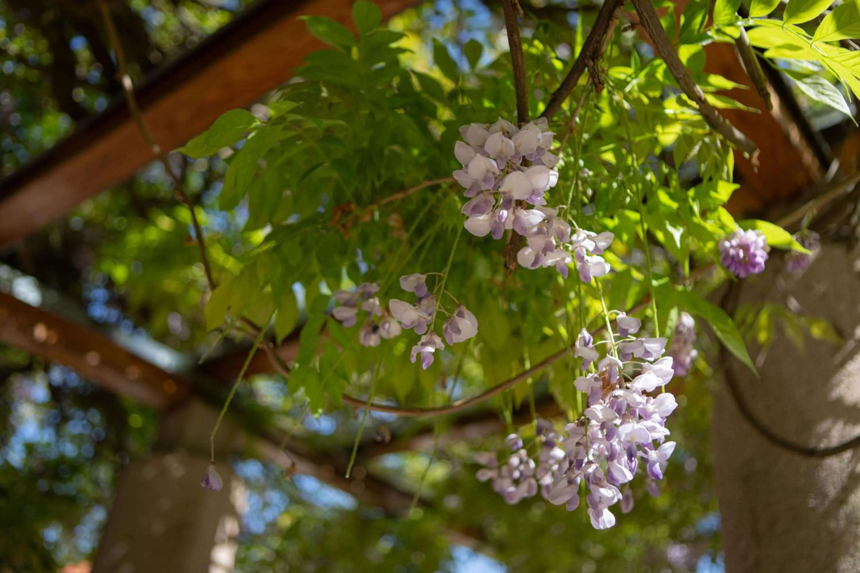 Garden in Klebelsberg Kastély Budapest