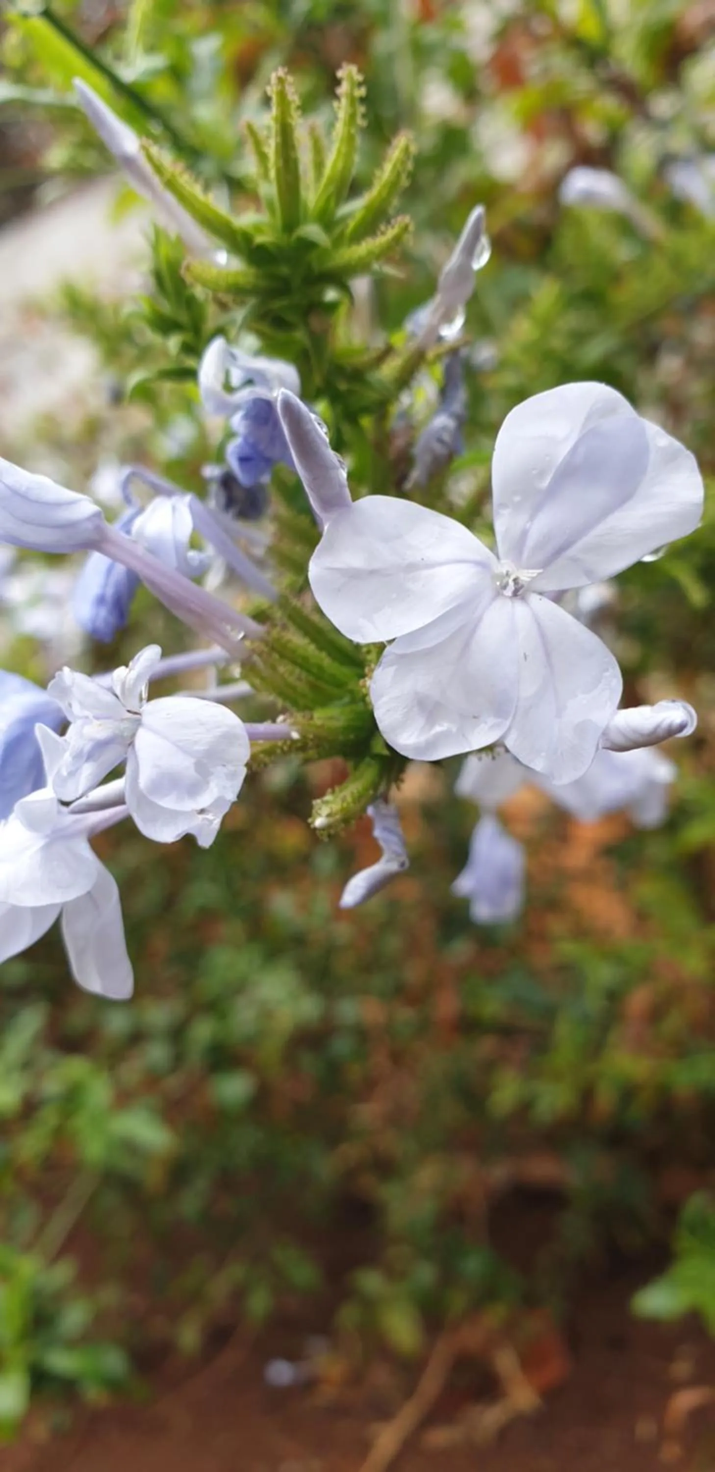 Garden in Haggards on Hilldrop