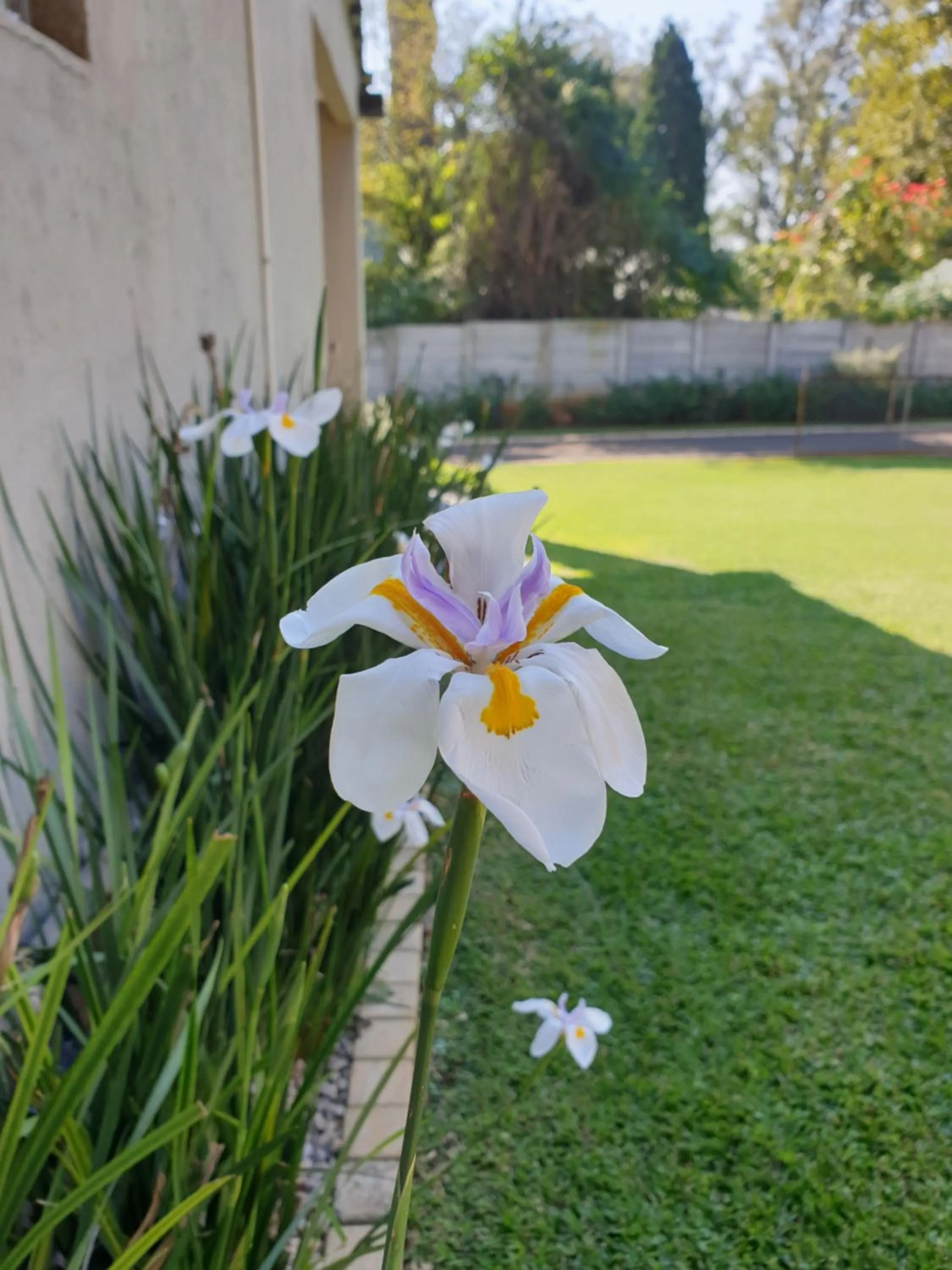 Garden in Haggards on Hilldrop