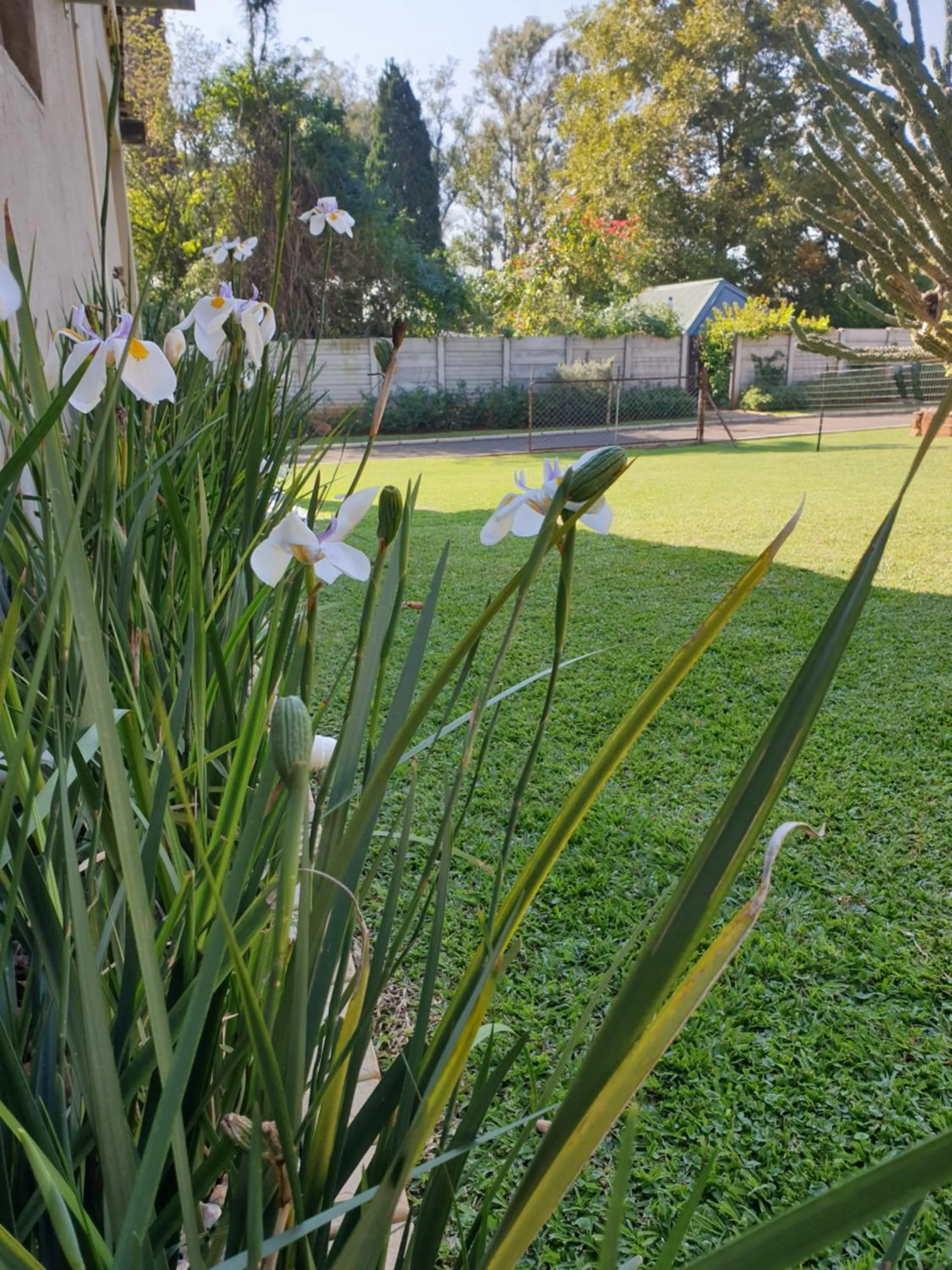 Garden in Haggards on Hilldrop