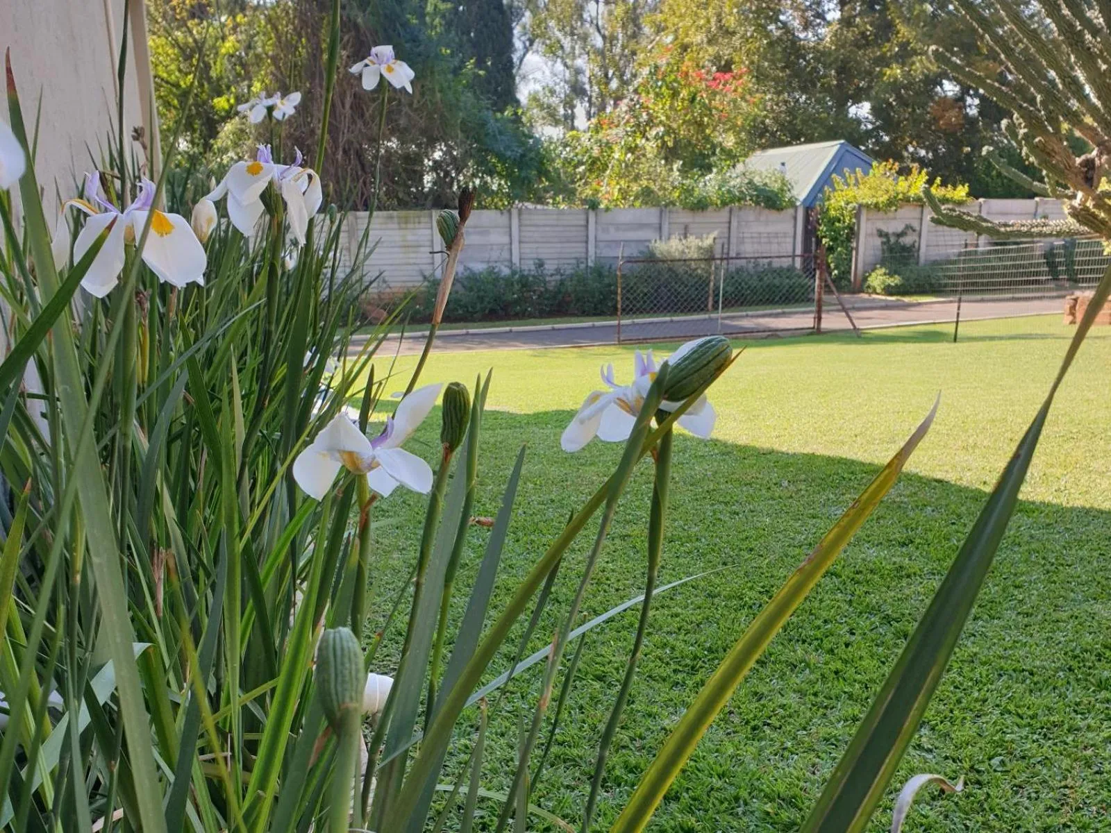 Garden in Haggards on Hilldrop