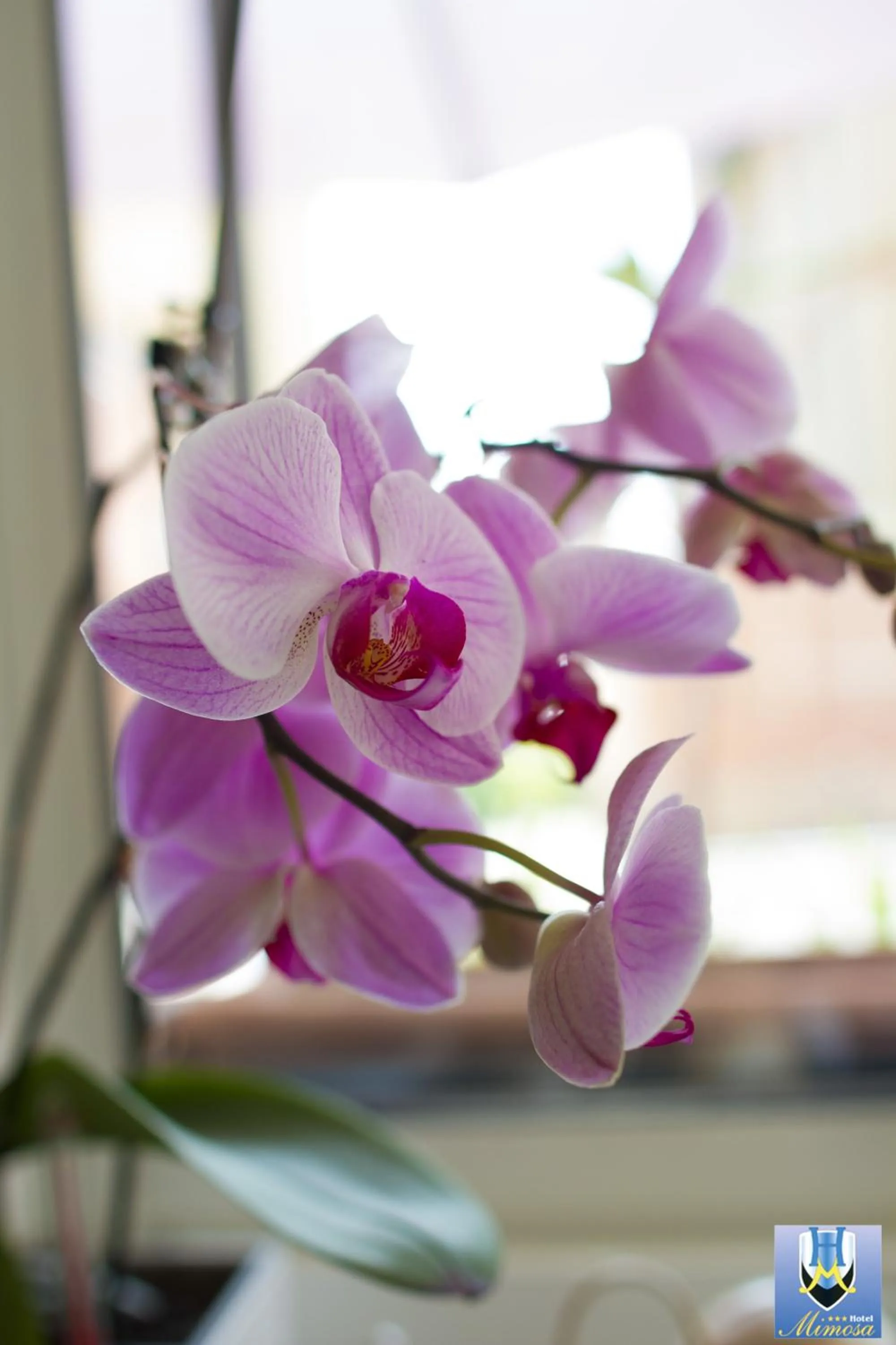 Decorative detail in Hotel Mimosa