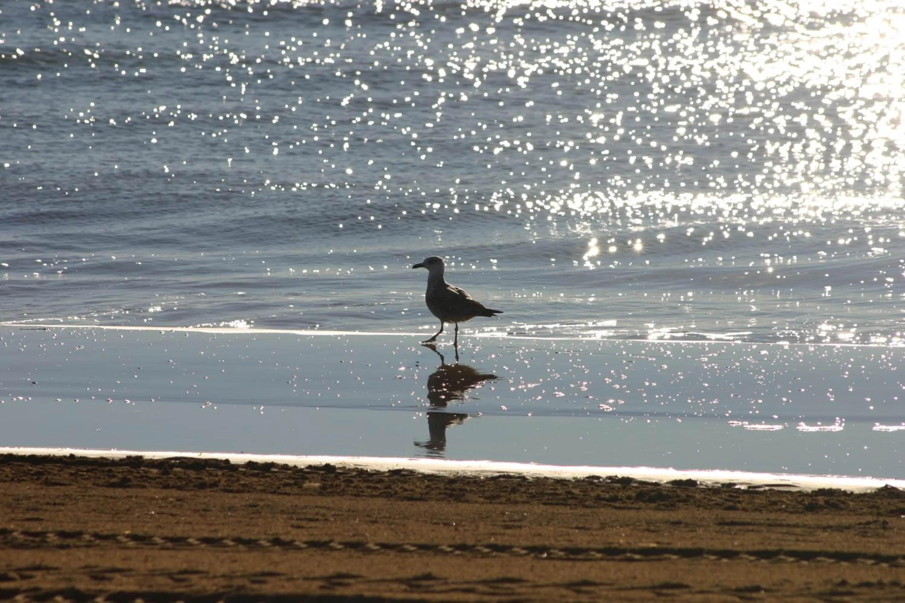 Beach in Bella Italia Sport Village