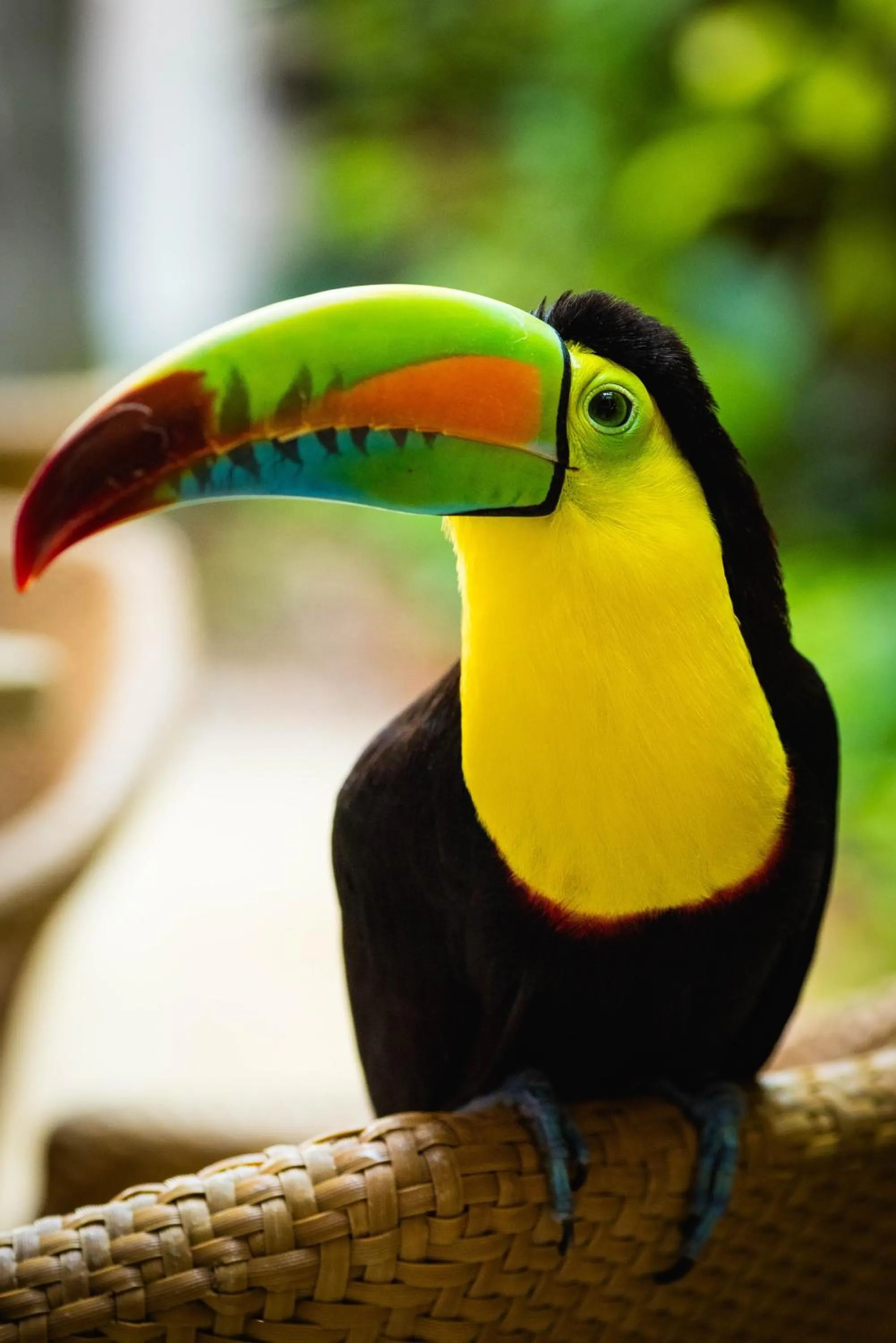 Animals in Hotel Bantu by Faranda Boutique, a member of Radisson Individuals