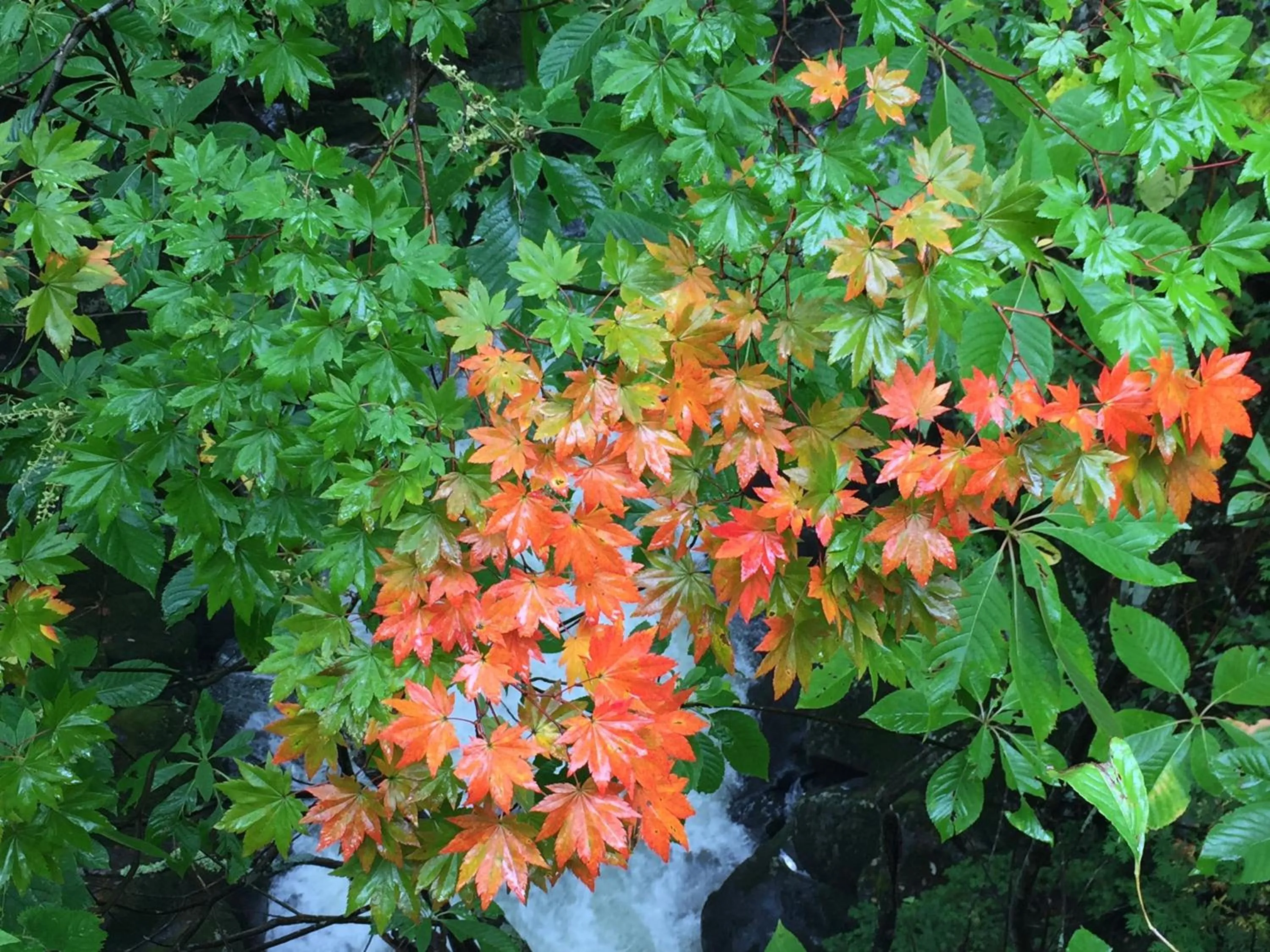 Guesthouse Hoshizora no Akari