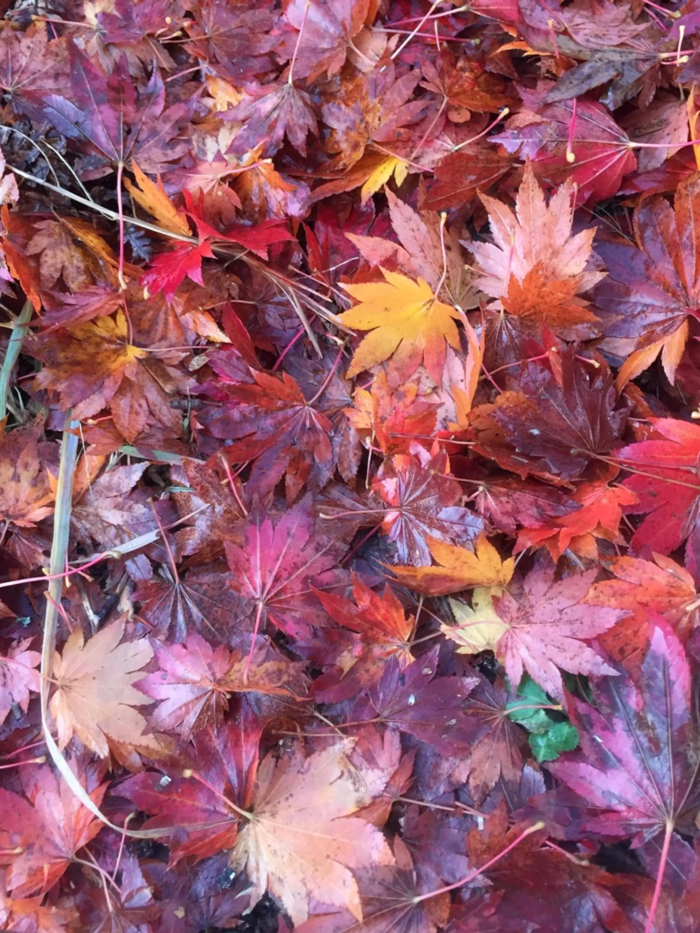 Guesthouse Hoshizora no Akari