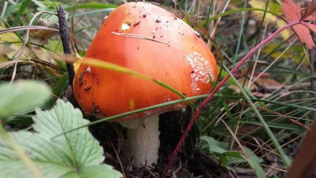 Breakfast in Hotel Sonnenlicht Maria Alm