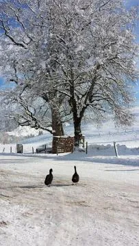 Breakfast in Hotel Sonnenlicht Maria Alm