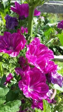 Breakfast in Hotel Sonnenlicht Maria Alm