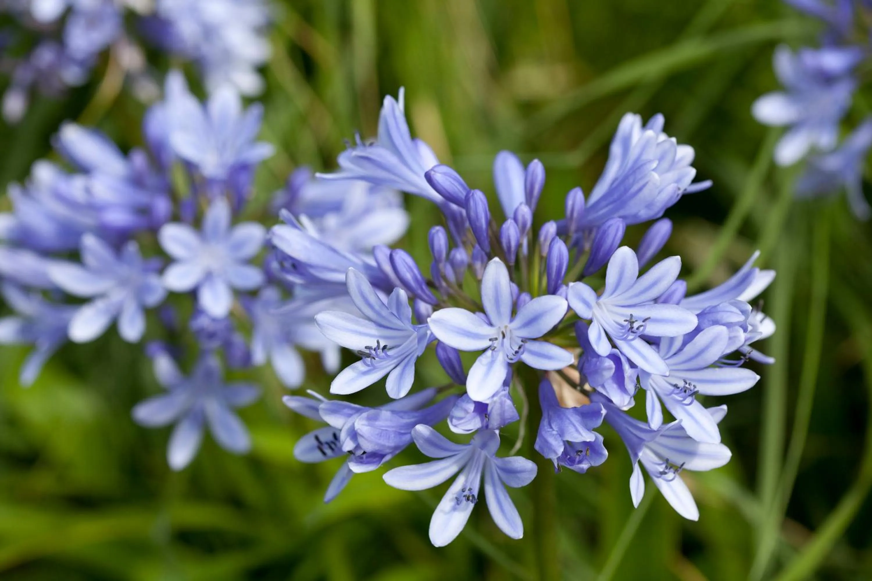 Garden view in Le Village Cancalais