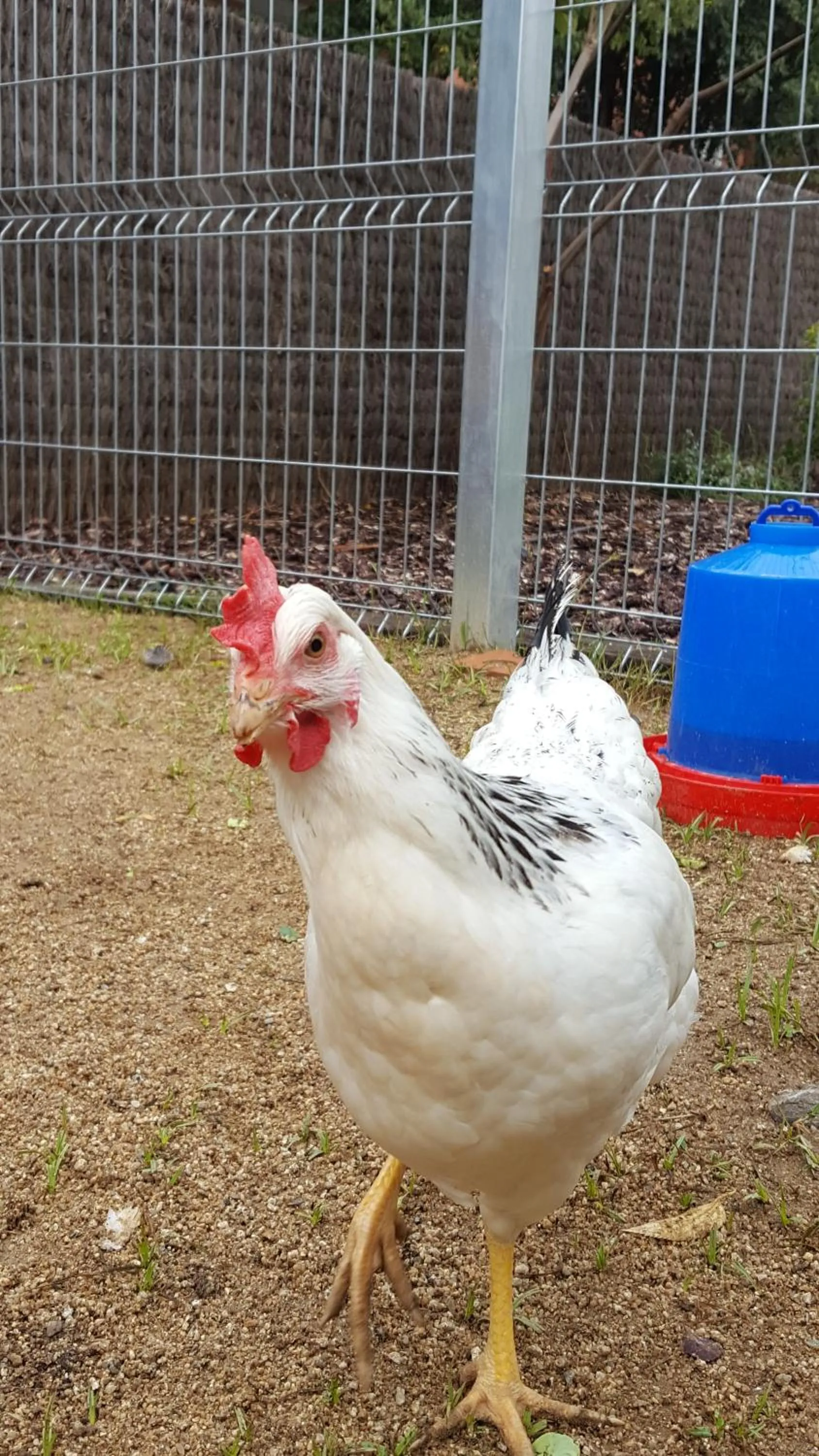 Pets in Rincón de piedra BCN