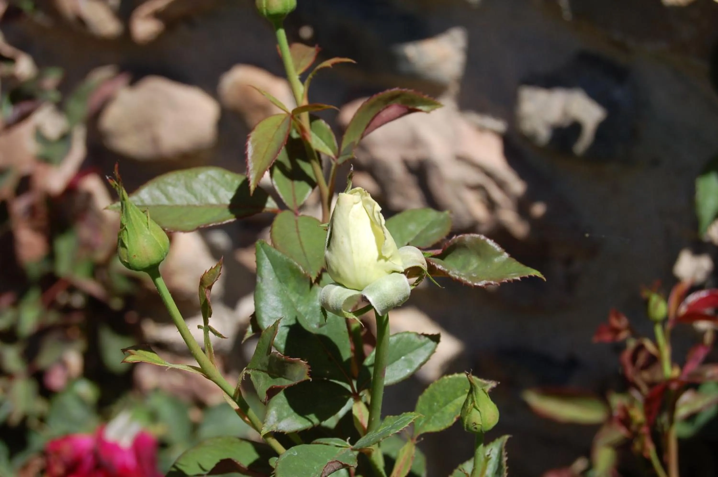 Garden in Rincón de piedra BCN