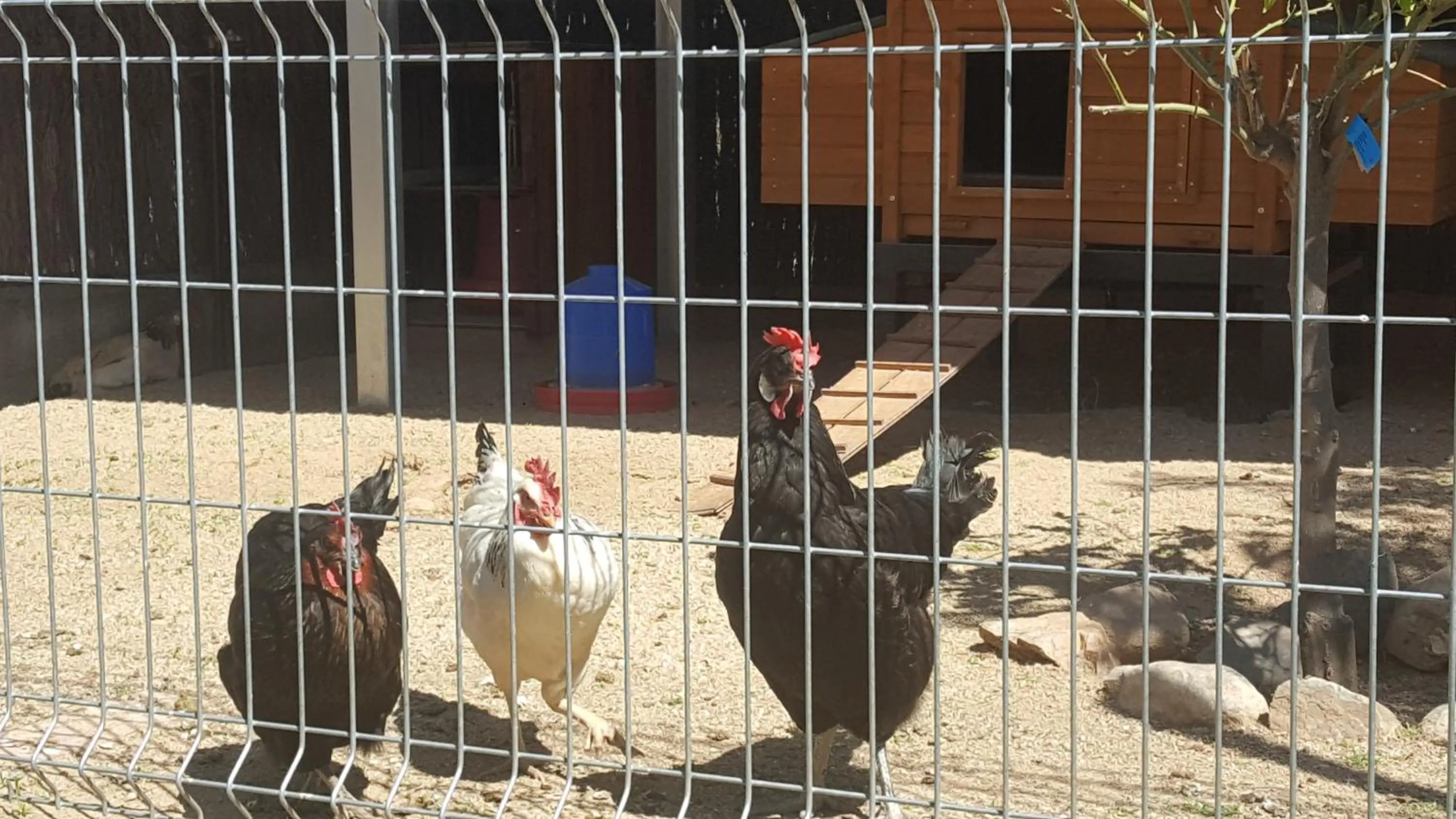 Animals in Rincón de piedra BCN