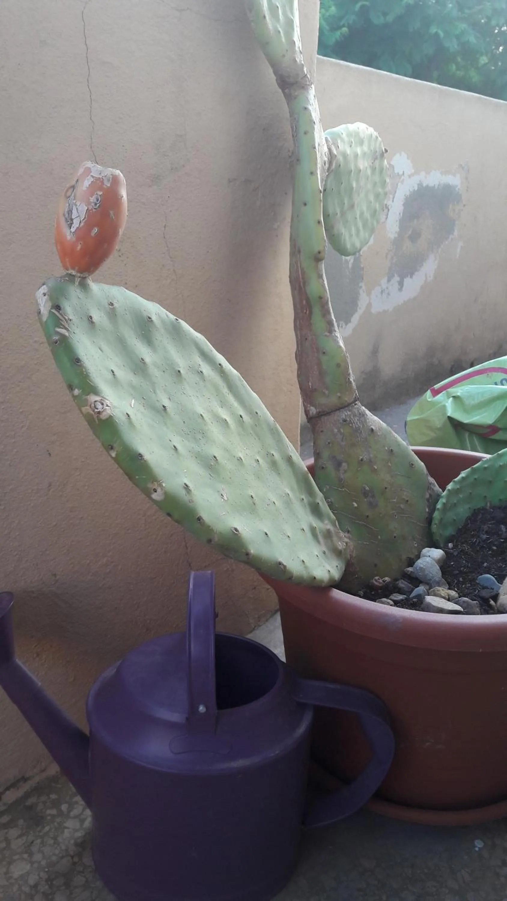 Balcony/Terrace in Ethos Rooms