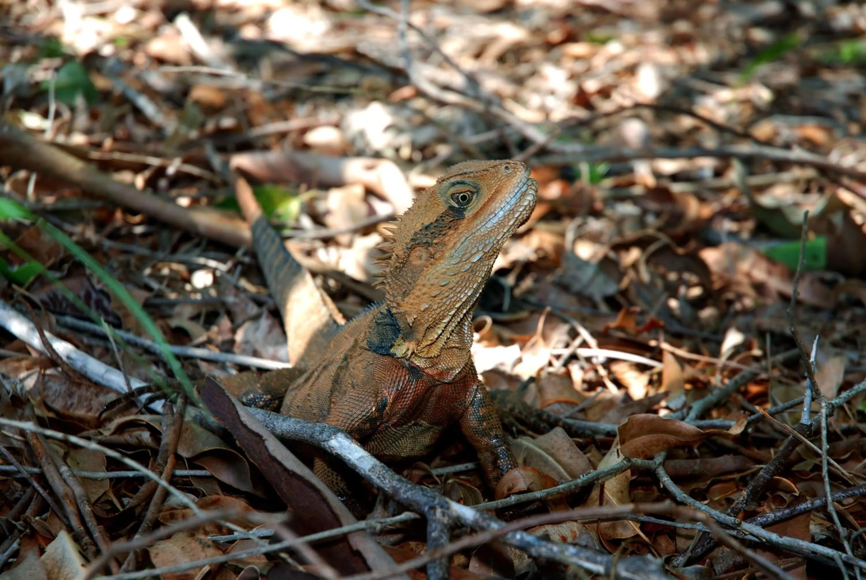 Animals in Flynns on Surf Beach Villas