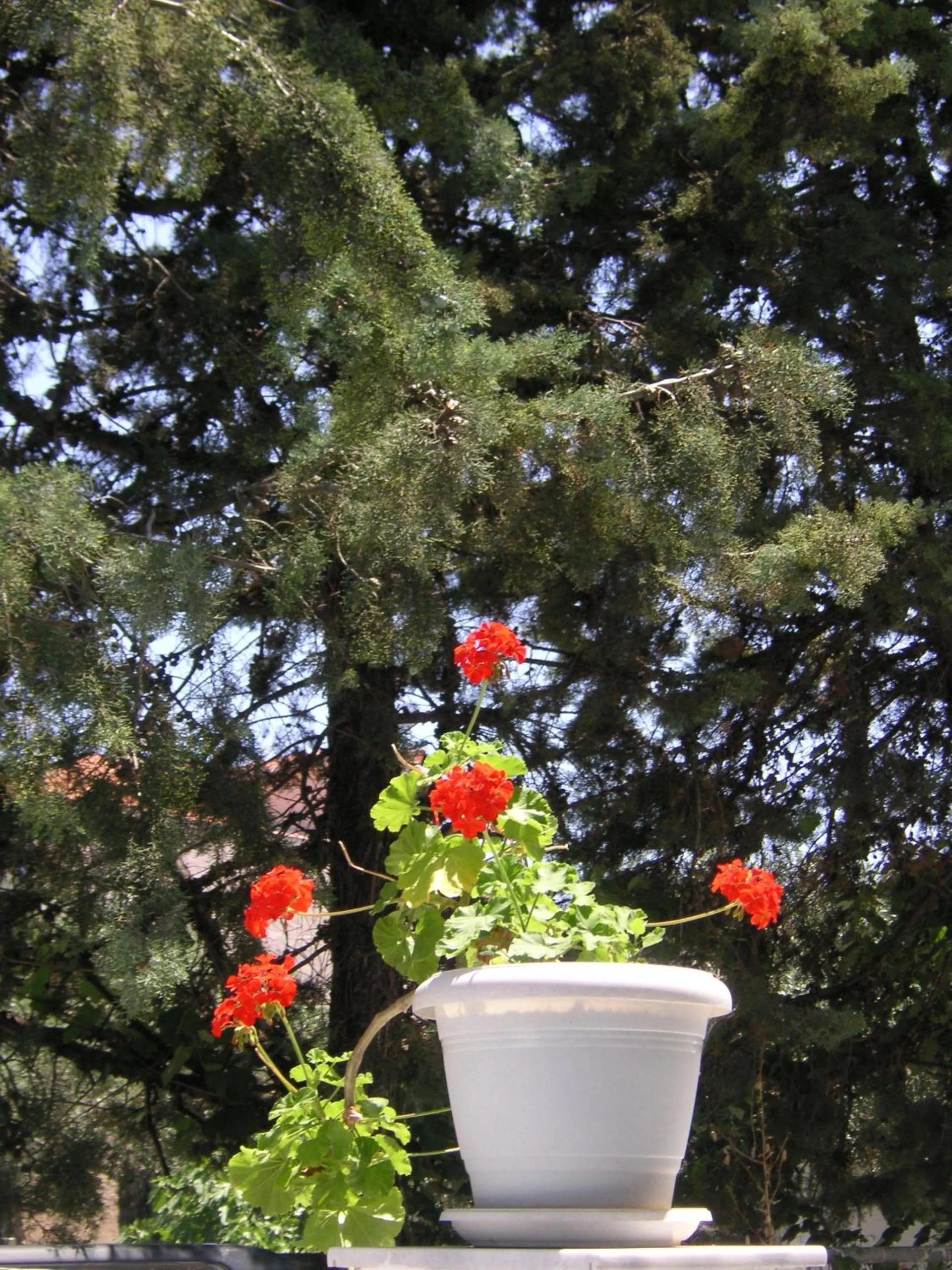 Garden in Danae Hotel