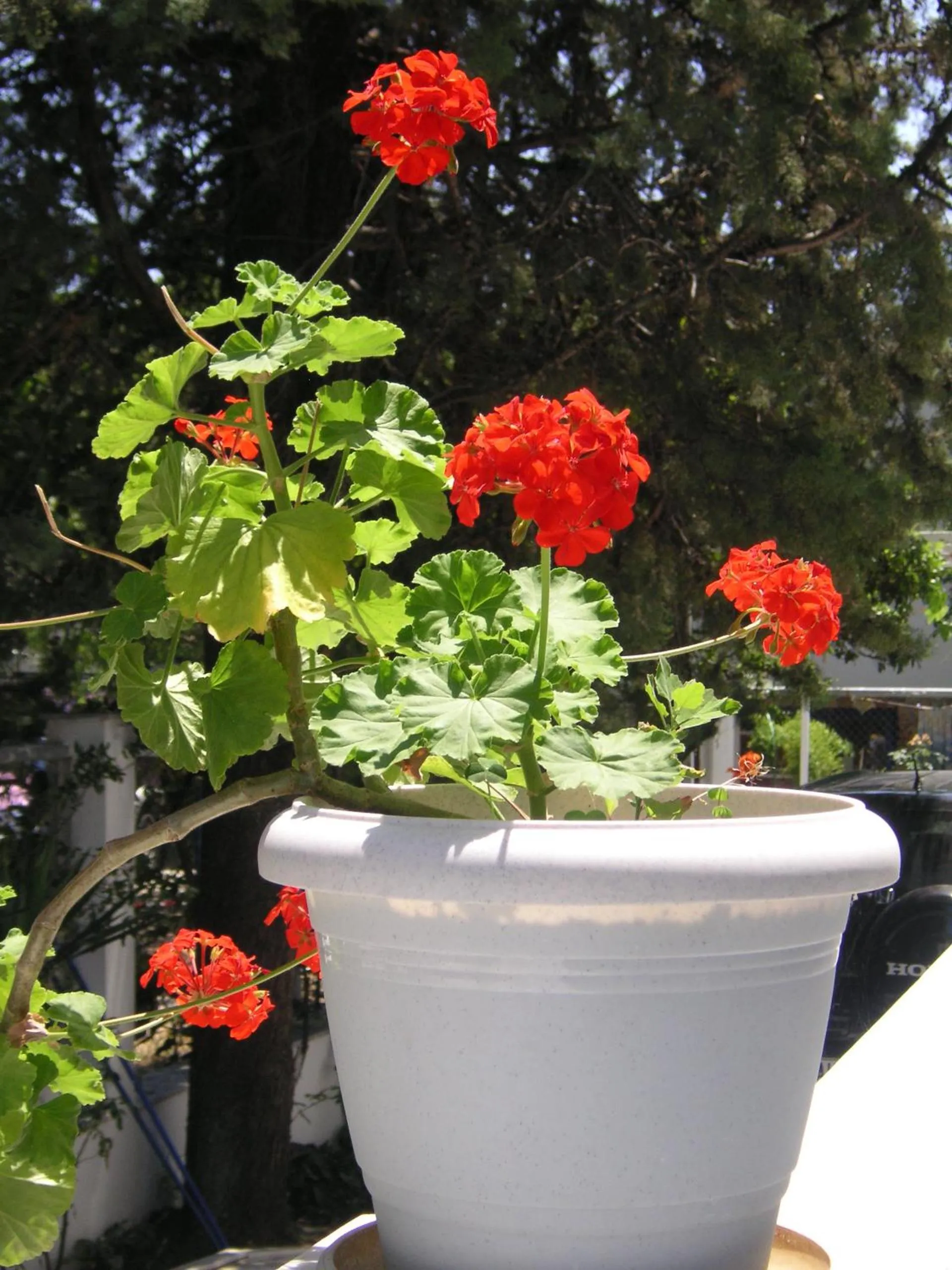 Garden in Danae Hotel