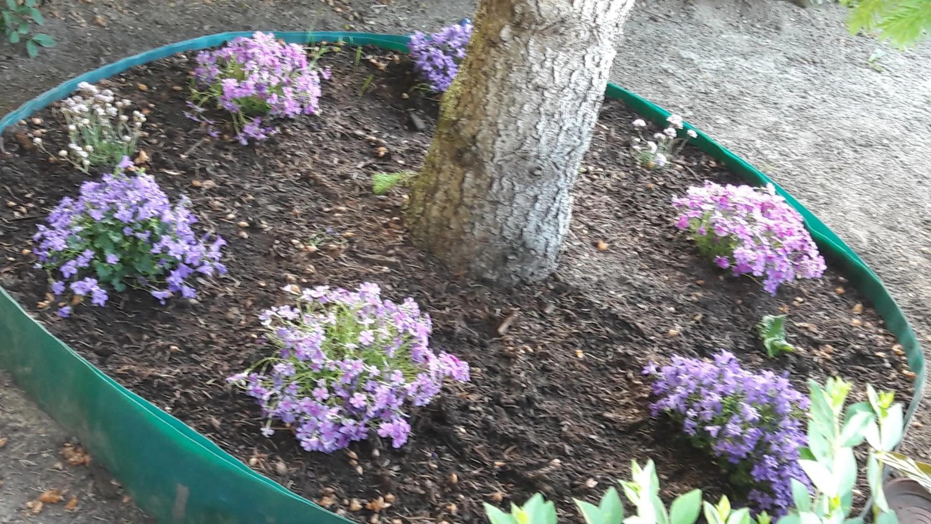 Garden in Szalóky Apartmanház