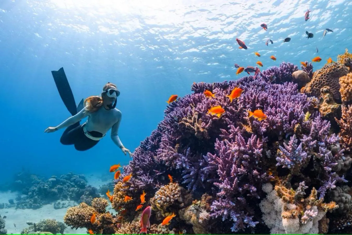 Snorkeling in Pickalbatros Royal Grand Sharm - Adults Friendly 16 Years Plus